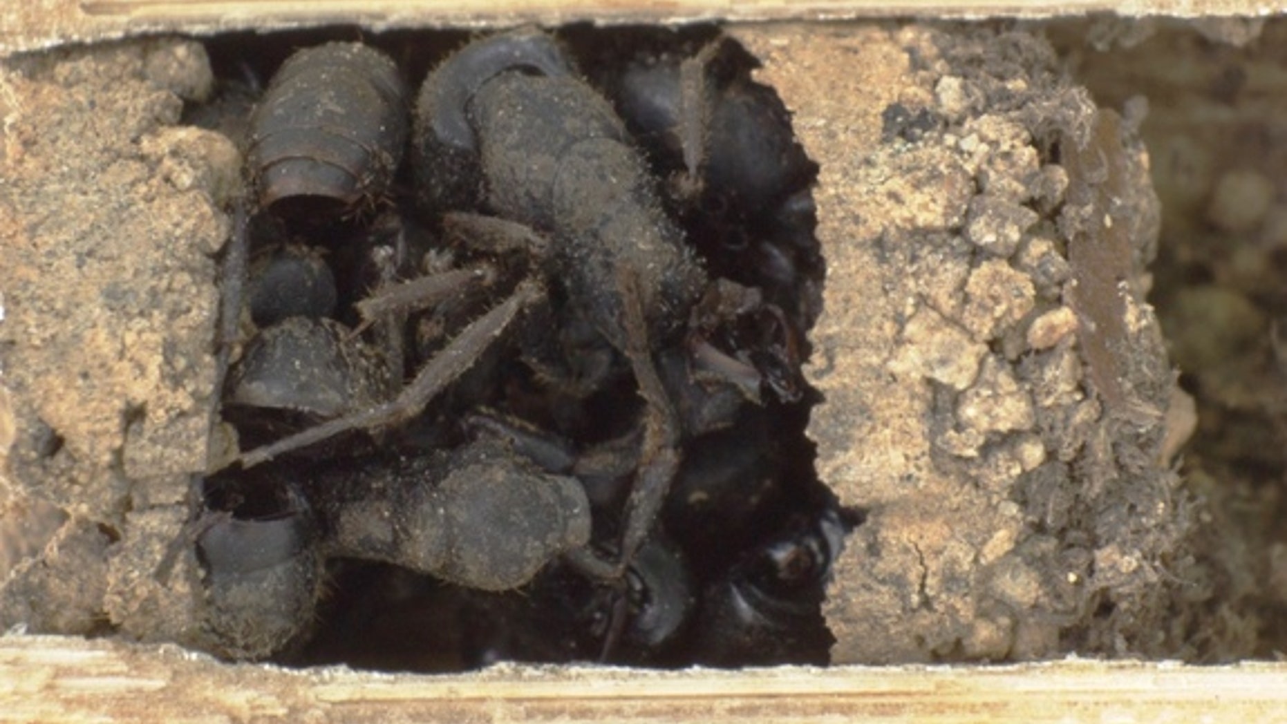 Nests of the bone-house wasp <em>D. ossarium</em> are closed by an outermost vestibular cell filled with dead ants.