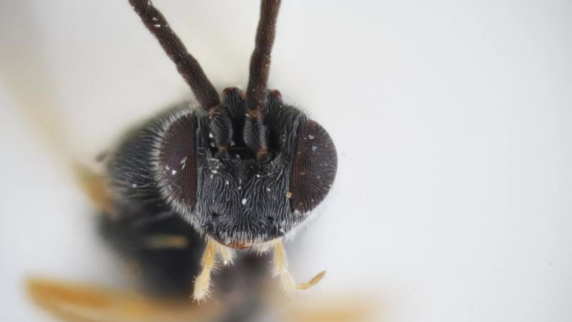 This is the parasitic wasp Dolichogenidea xenomorph. Credit: Photo by Erinn Fagan-Jeffries