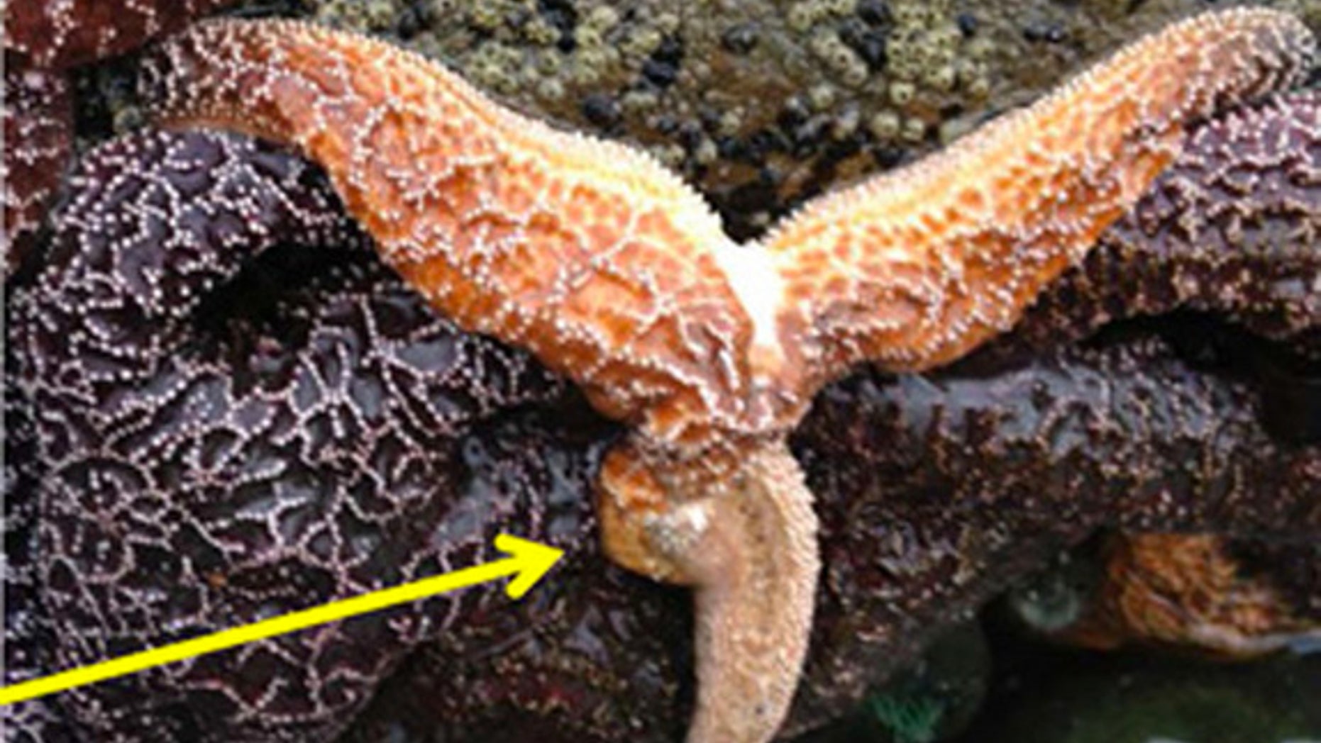 Tissue is disintegrating within this sea star affected by sea star wasting syndrome.