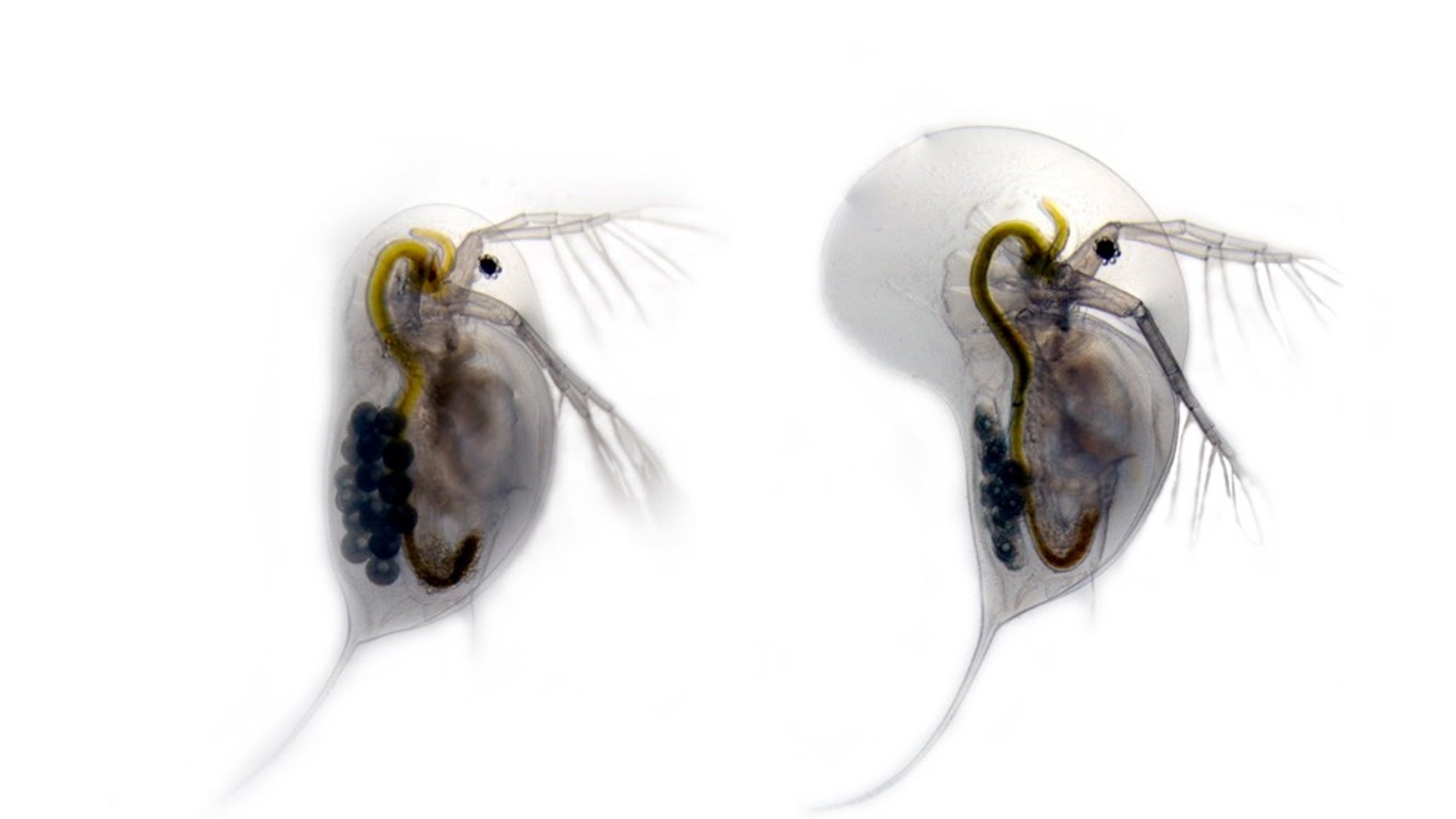 The water flea Daphnia longicephala in two different forms. On the left is the unarmored version of the species. On the right is the same animal with a large head crest and long tail spines. D. longicephala develops this