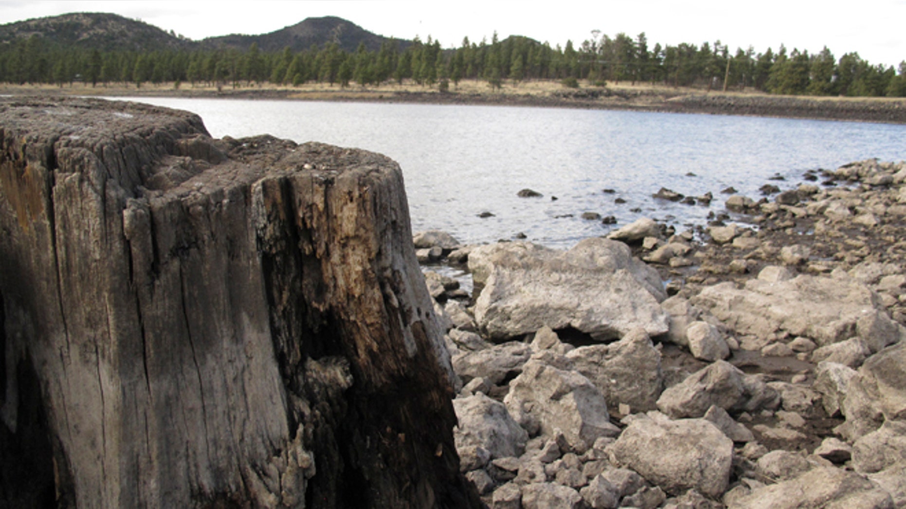April 11, 2014: In this photo, low reservoir levels reveal tree stumps and a cracked lake bed in Williams, Ariz. Officials in Williams have declared a water crisis amid a drought that is quickly drying up nearby reservoirs and forcing the community to pump its only two wells to capacity.