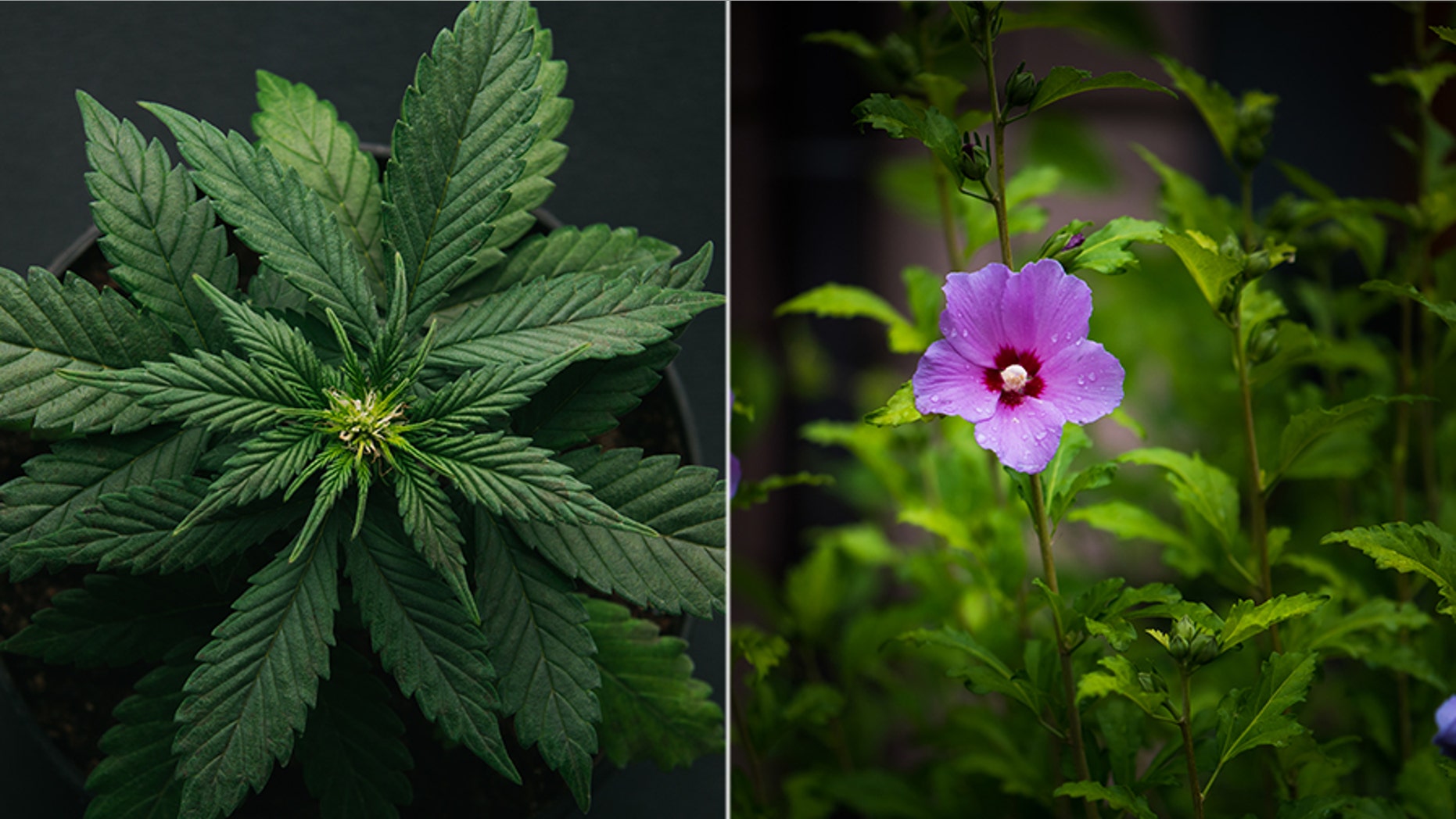 A couple in Pennsylvania claims they were handcuffed as police ransacked their home and claimed they found marijuana, which was really hibiscus plants.