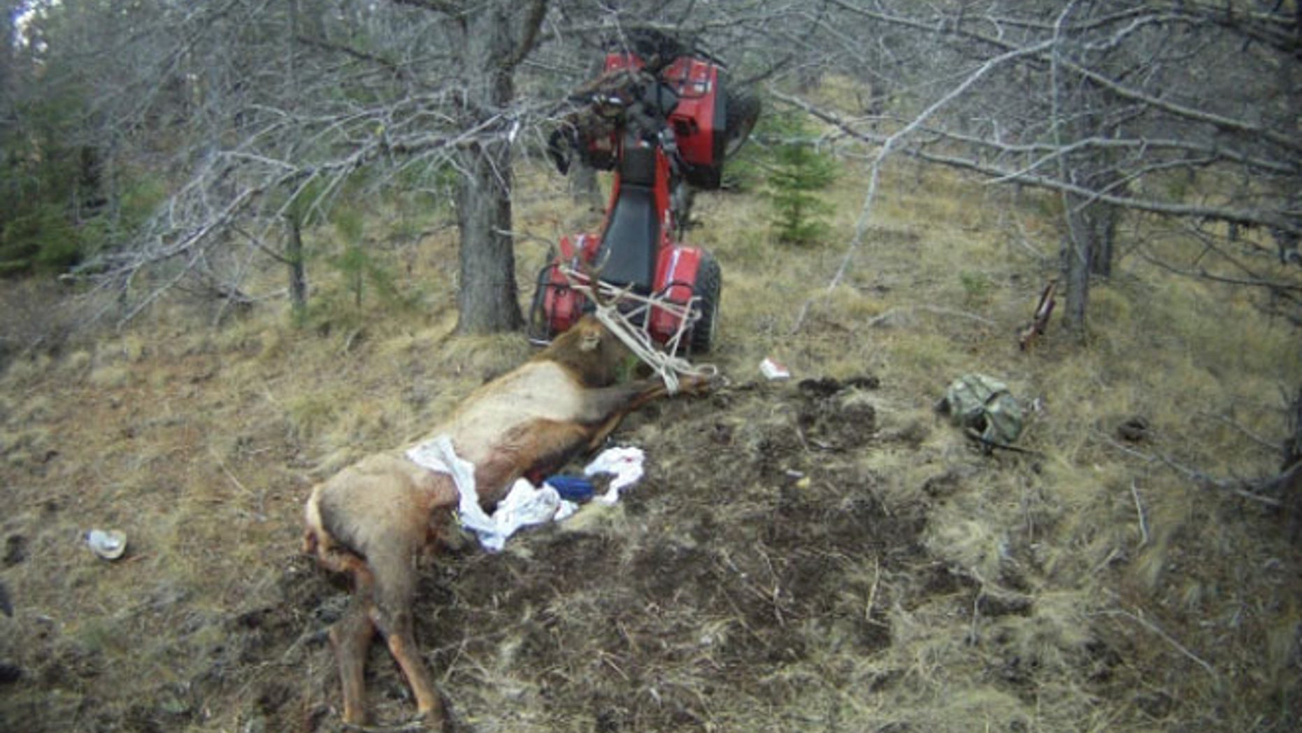 A hunter was impaled by an elk had had just killed after his ATV crashed this weekend, sending him backward into the animal’s antlers.