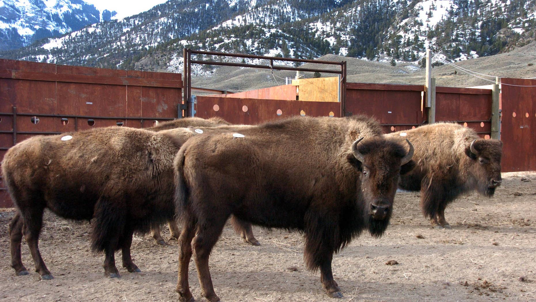 A group of Yellowstone National Park bison await shipment to slaughter inside a holding pen along the park.