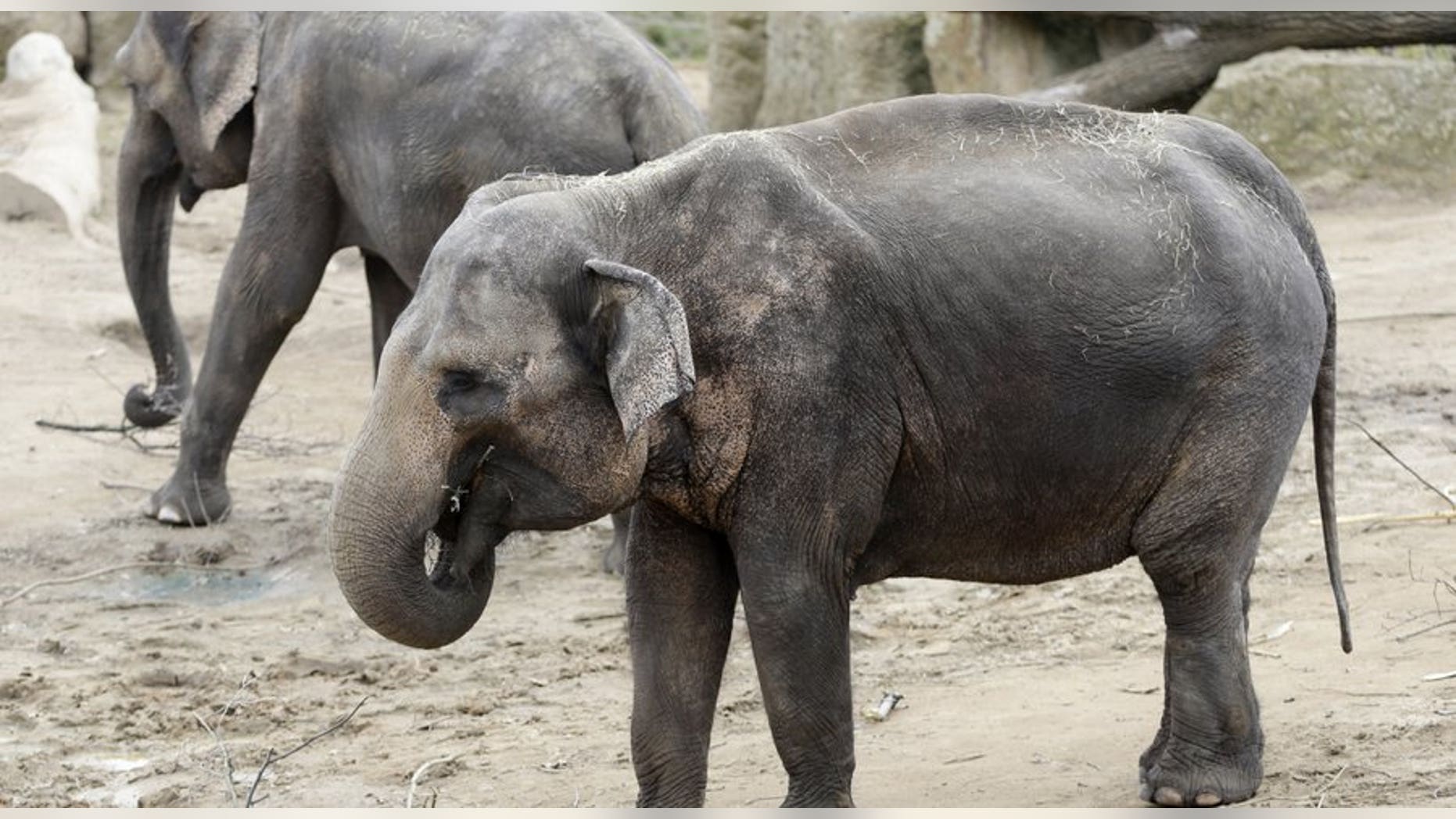 Elephants chew on branches at their enclosure in the zoo in Prague, Czech Republic.