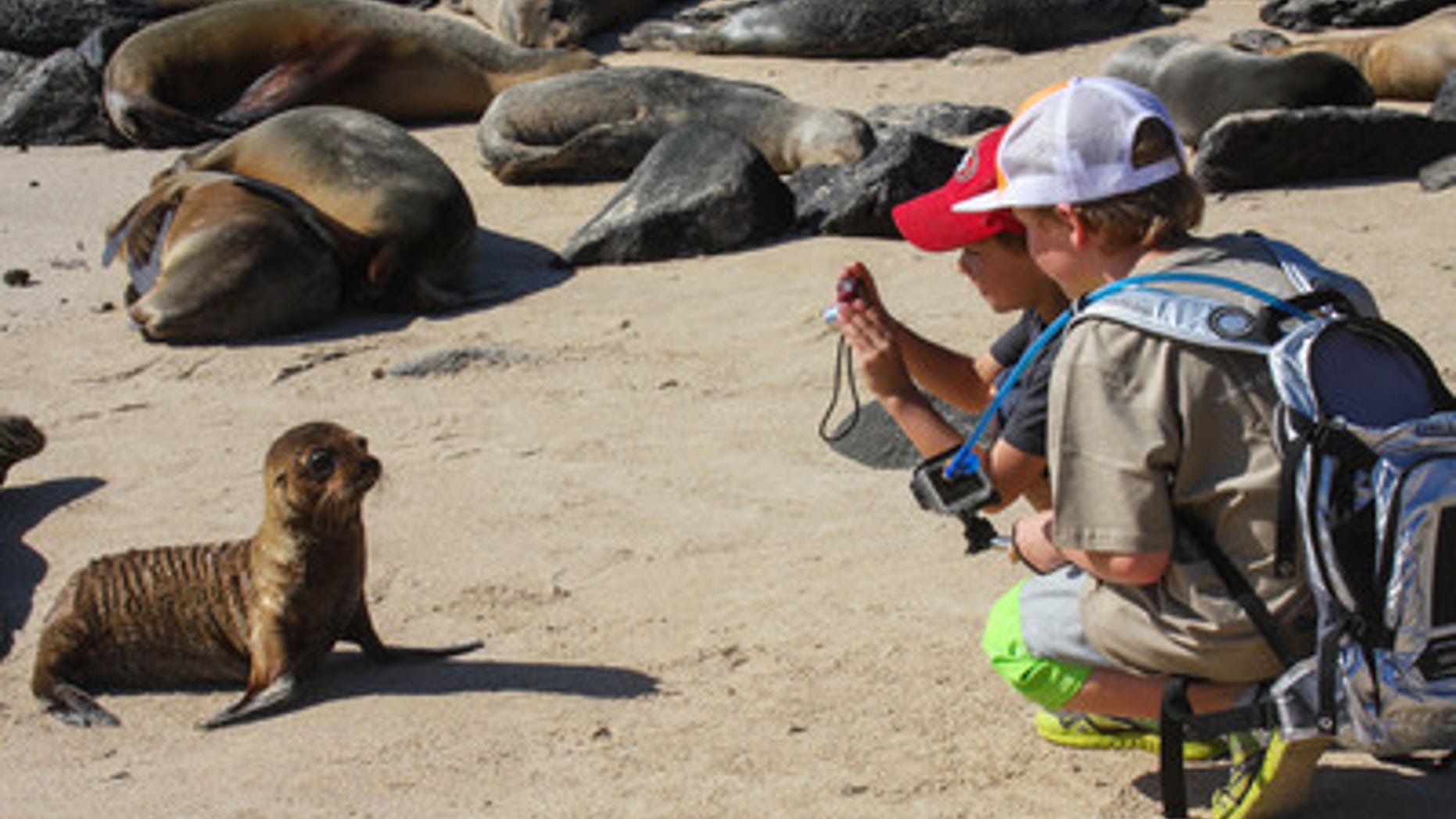 Taking pictures of the wildlife in the Galapagos Islands.