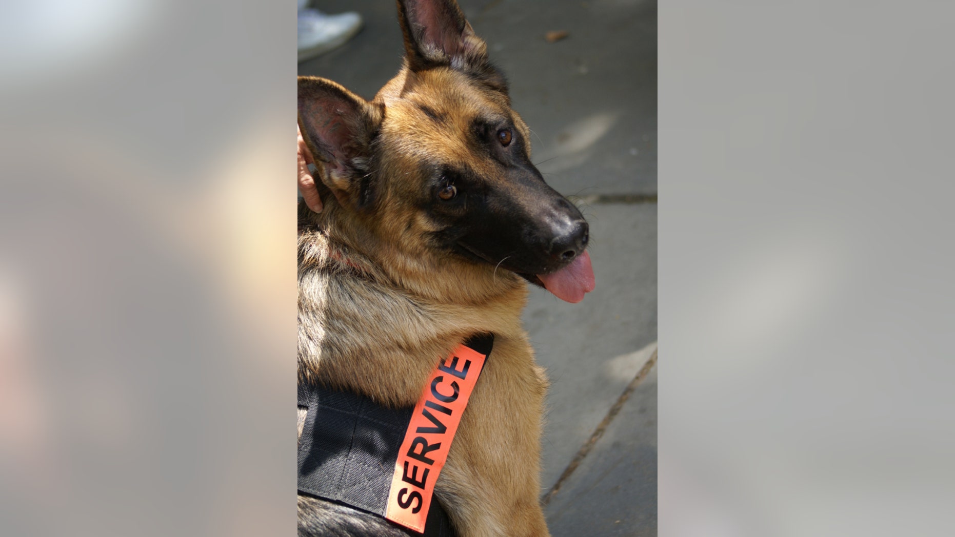 A Marine veteran was denied boarding an American Airlines flight with his award-winning service dog.
