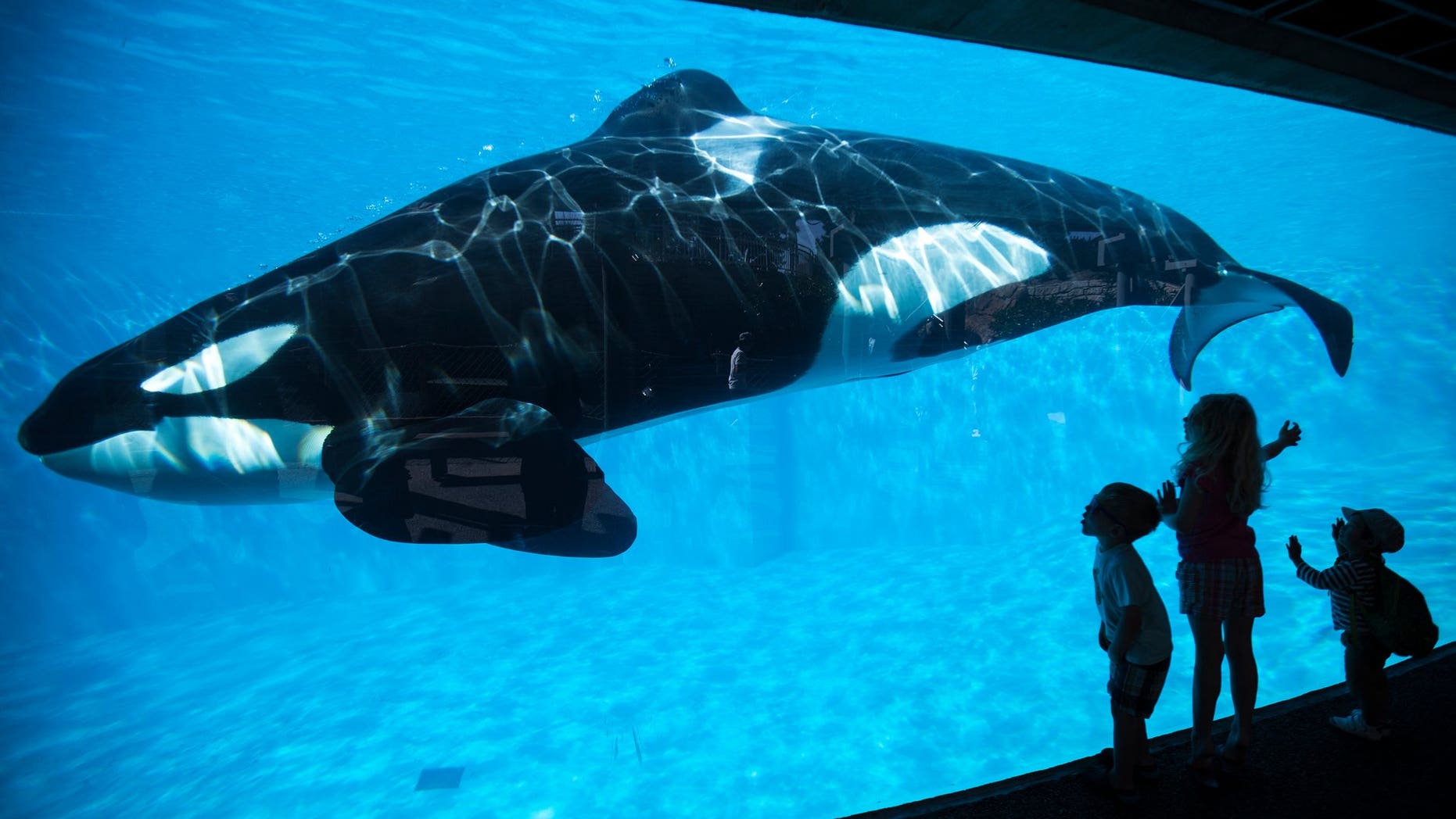 The news comes two years afterSeaWorld announced that it would cease both actions.