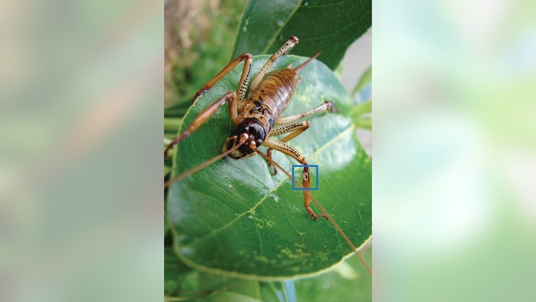 A female Auckland tree weta. The blue box marks the location of the auditory structures.