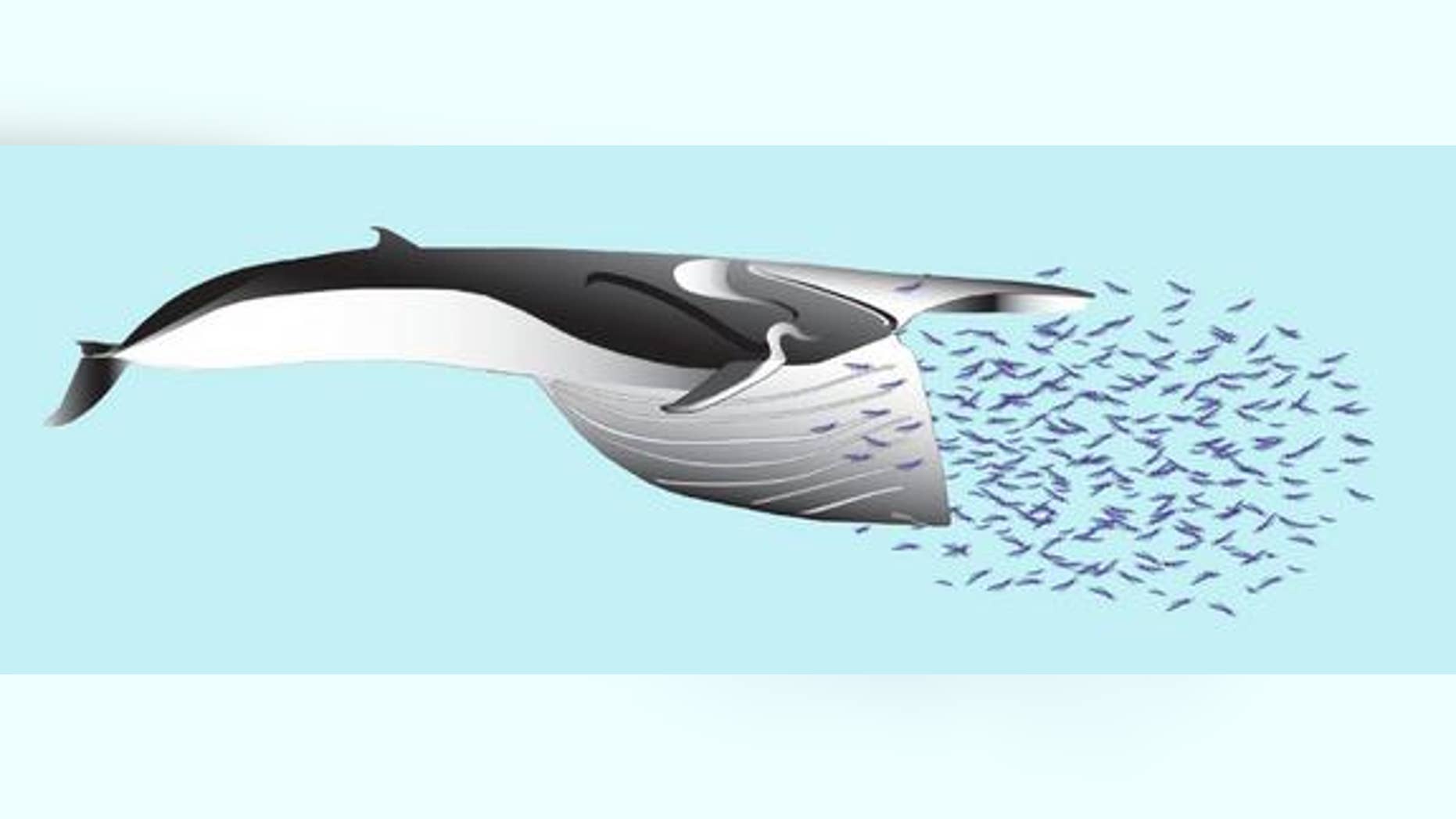 As a fin whale feeds, he creates an immense pocket between his body wall and overlying blubber.