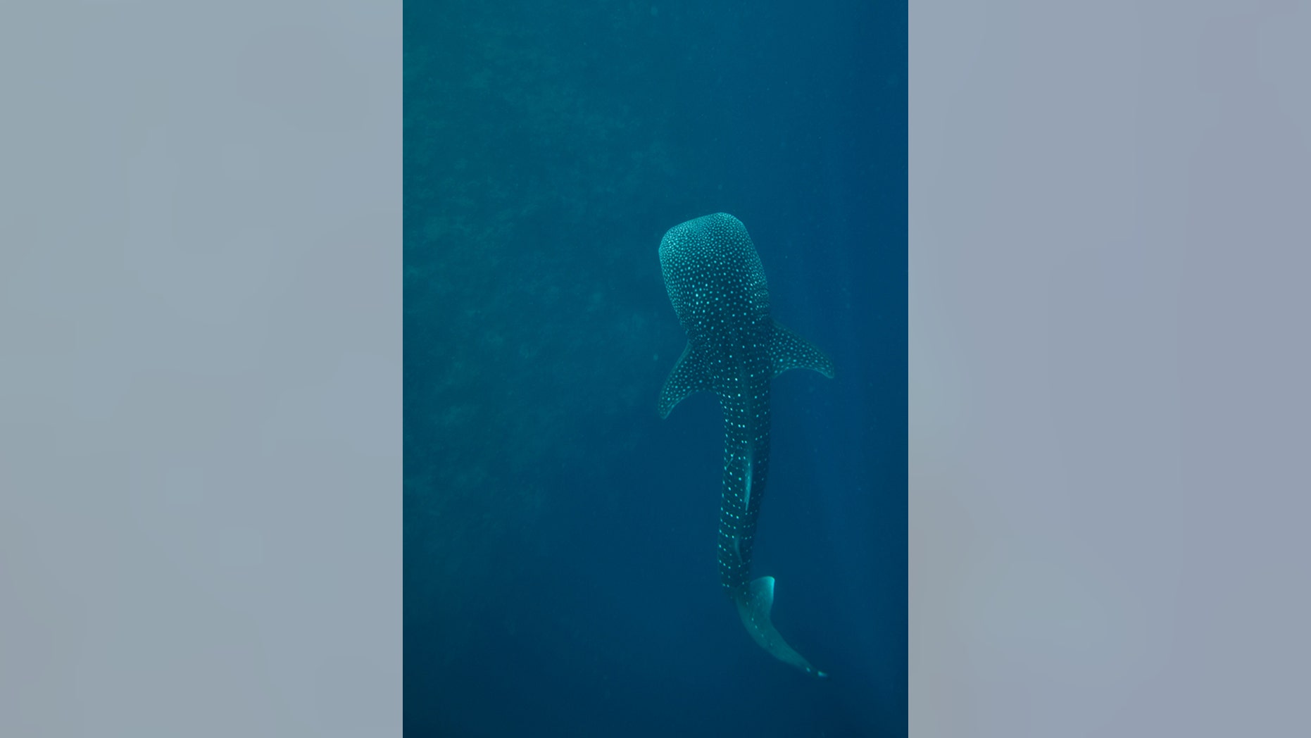 Whale sharks can grow to be over 30 feet (9 meters) long.