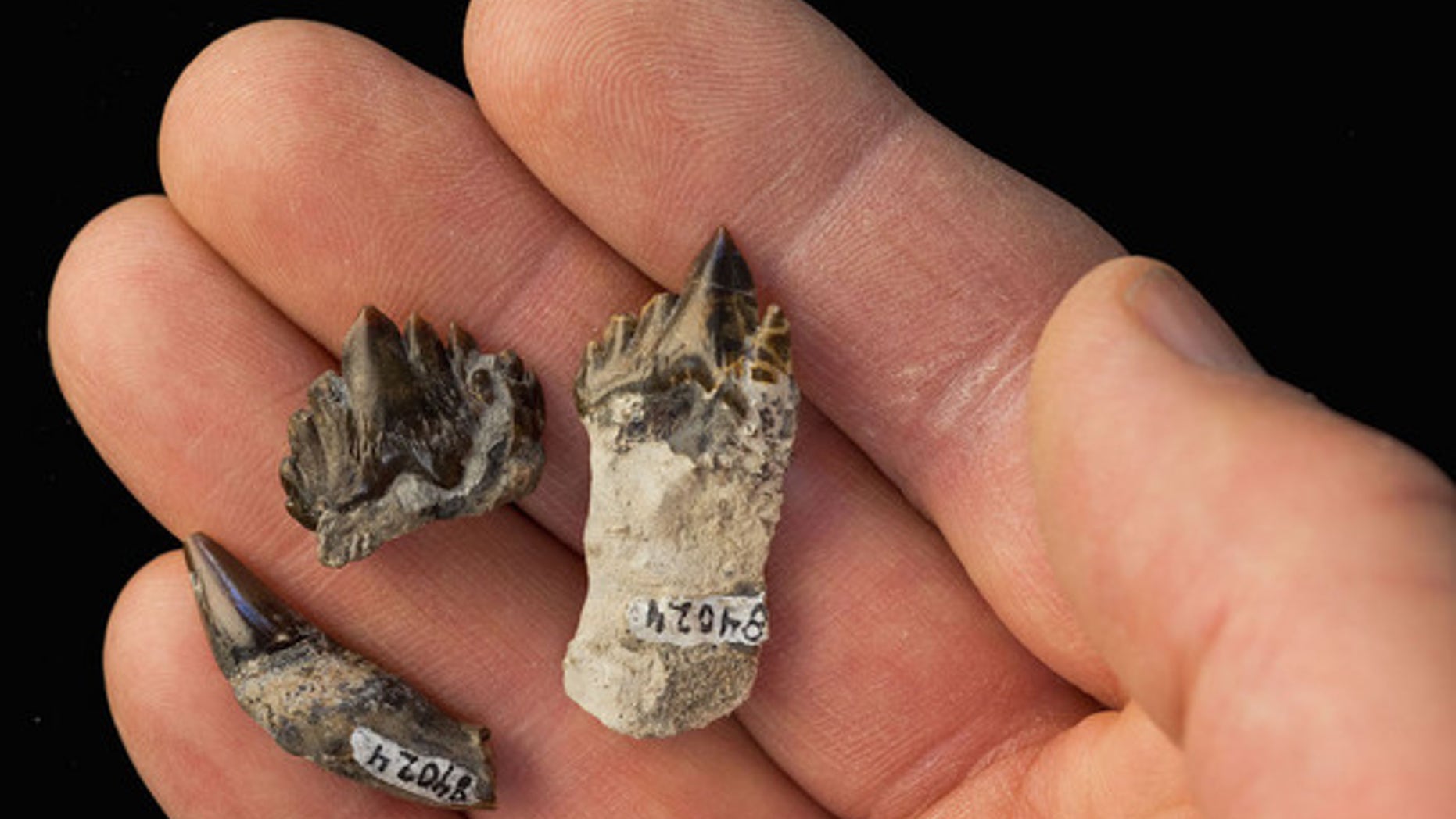 The sharp and pointy teeth of <i>Fucaia buelli</i>.