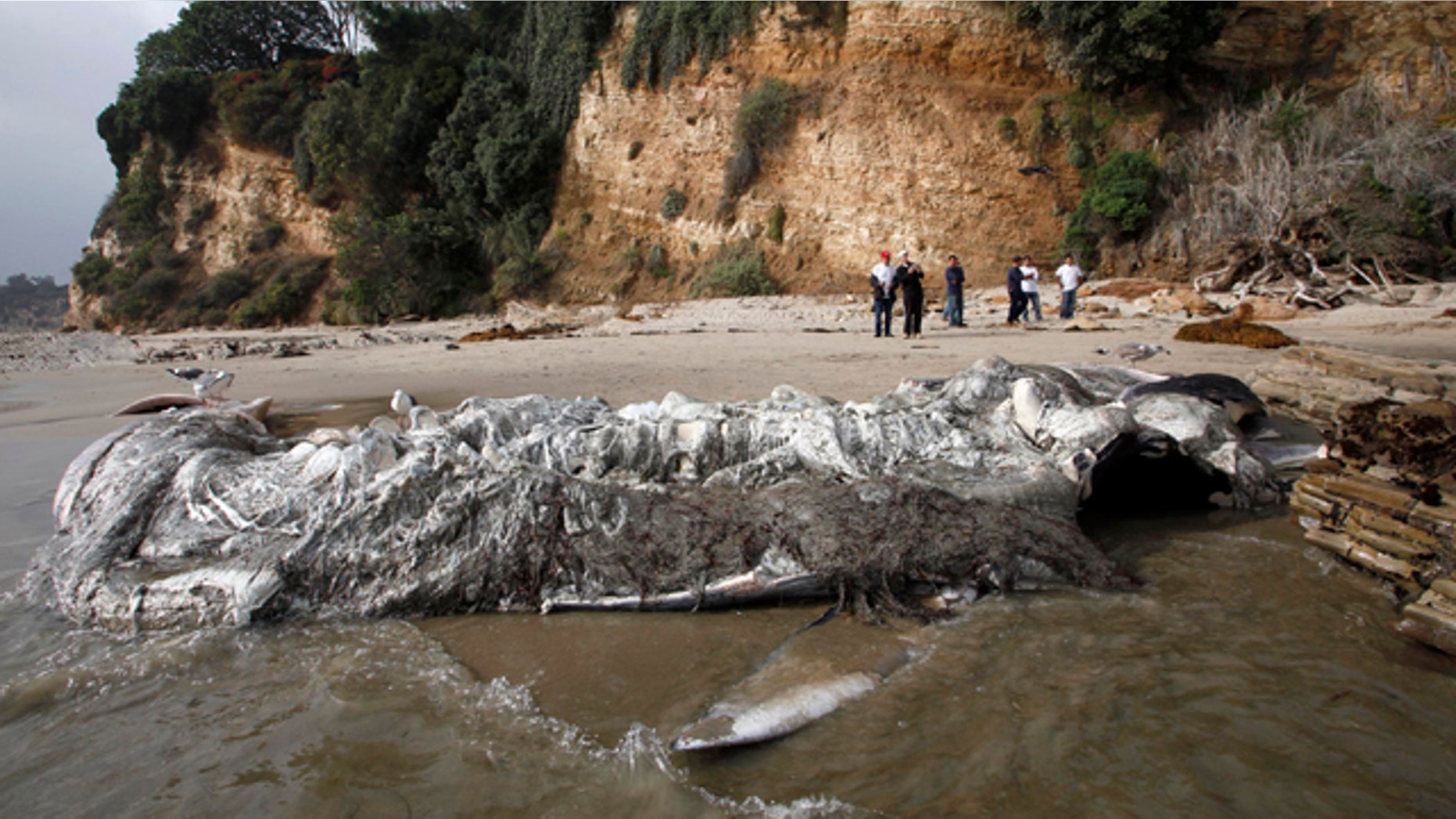 Dec. 6, 2012: People look at a dead young male fin whale that washed up Monday between the Paradise Cove and Point Dume areas of Malibu, Calif.