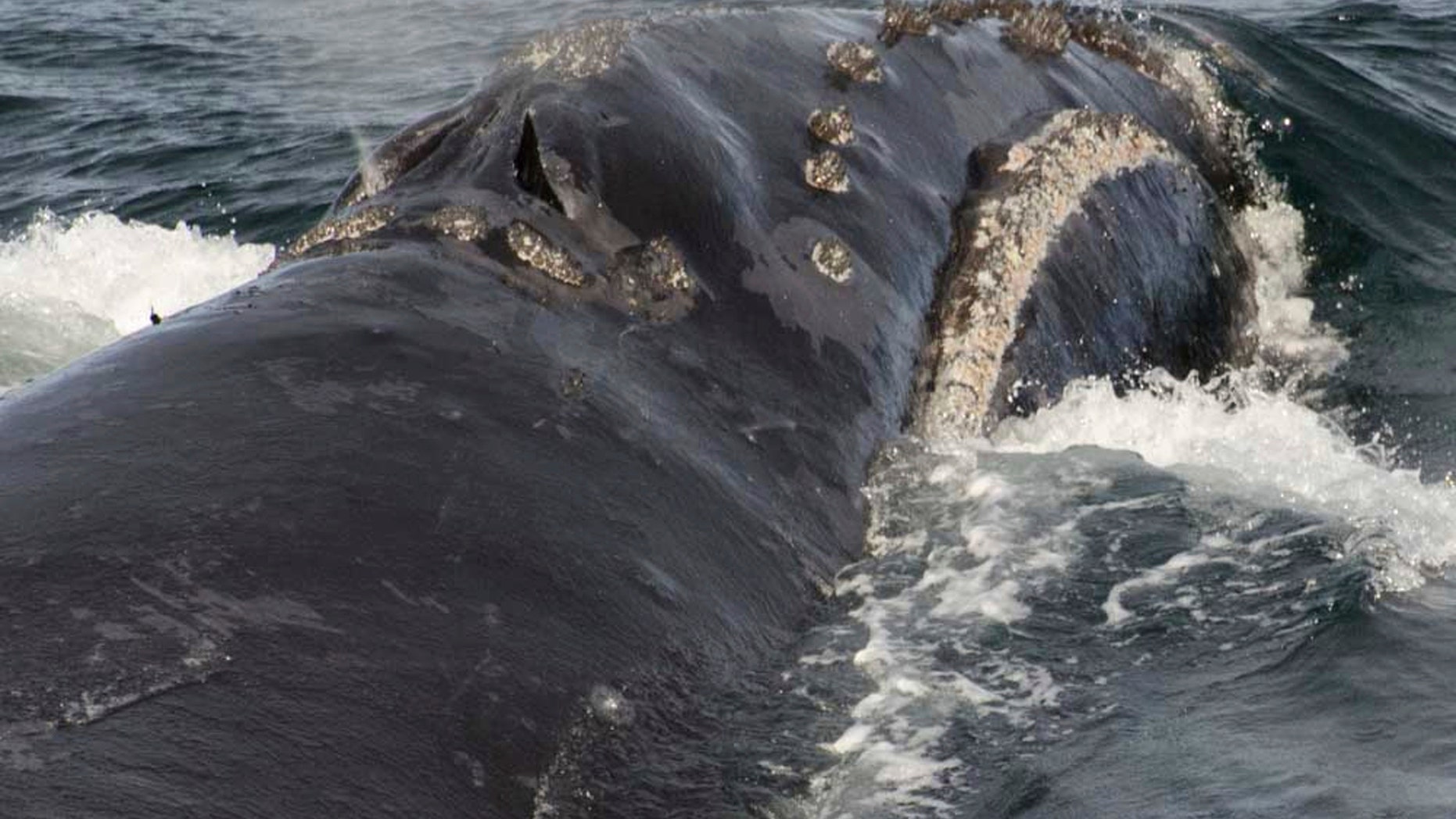 In this Sunday, Aug. 6, 2017 photo provided by NOAA Fisheries a North Pacific right whale swims in the Bering Sea west of Bristol Bay. Jessica Crance, a research biologist with the National Oceanic and Atmospheric Administration, was able to use acoustic equipment to find and photograph two of the extremely endangered whales and obtain a biopsy sample from one. NOAA estimates only 30 to 50 eastern stock North Pacific right whales still remain. (NOAA Fisheries via AP)