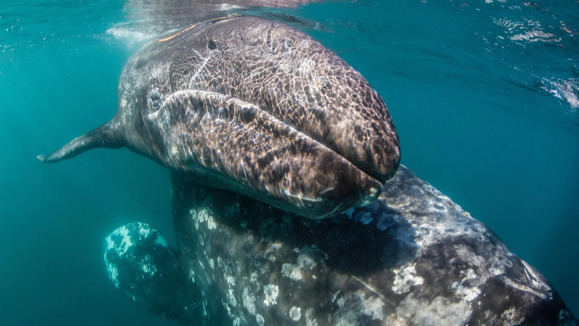 Pliny the Elder wrote in the first century A.D. about gray whale (Eschrichtius robustus) mothers and calves, like these here, getting attacked by killer whales near the Strait of Gibraltar. Now scientists believe him. Credit: robertharding/Alamy