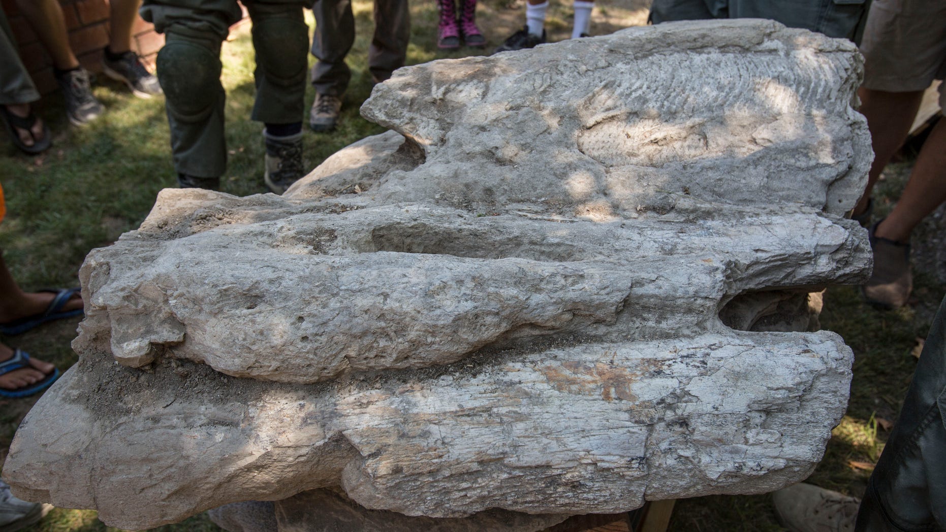 Aug. 1, 2014: Members of the Los Angeles Sheriffs Department Search and Rescue team stand around a 16-17-million-year-old fossil lodged in a rock weighing about 2,000-pounds after it was lifted out of a hole in Rancho Palos Verdes, Calif.