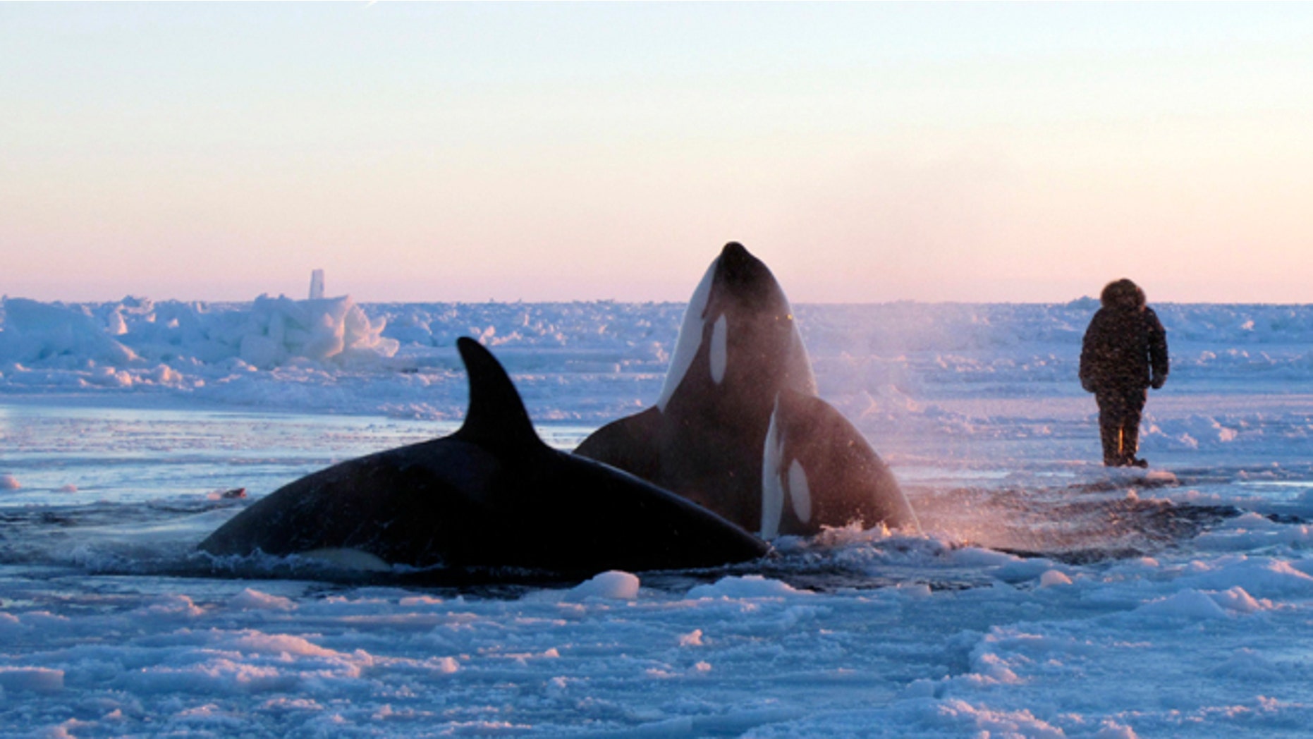 Jan. 8, 2013: In this photo provided by Marina Lacasse, killer whales surface through a small hole in the ice near Inukjuak, in Northern Quebec.