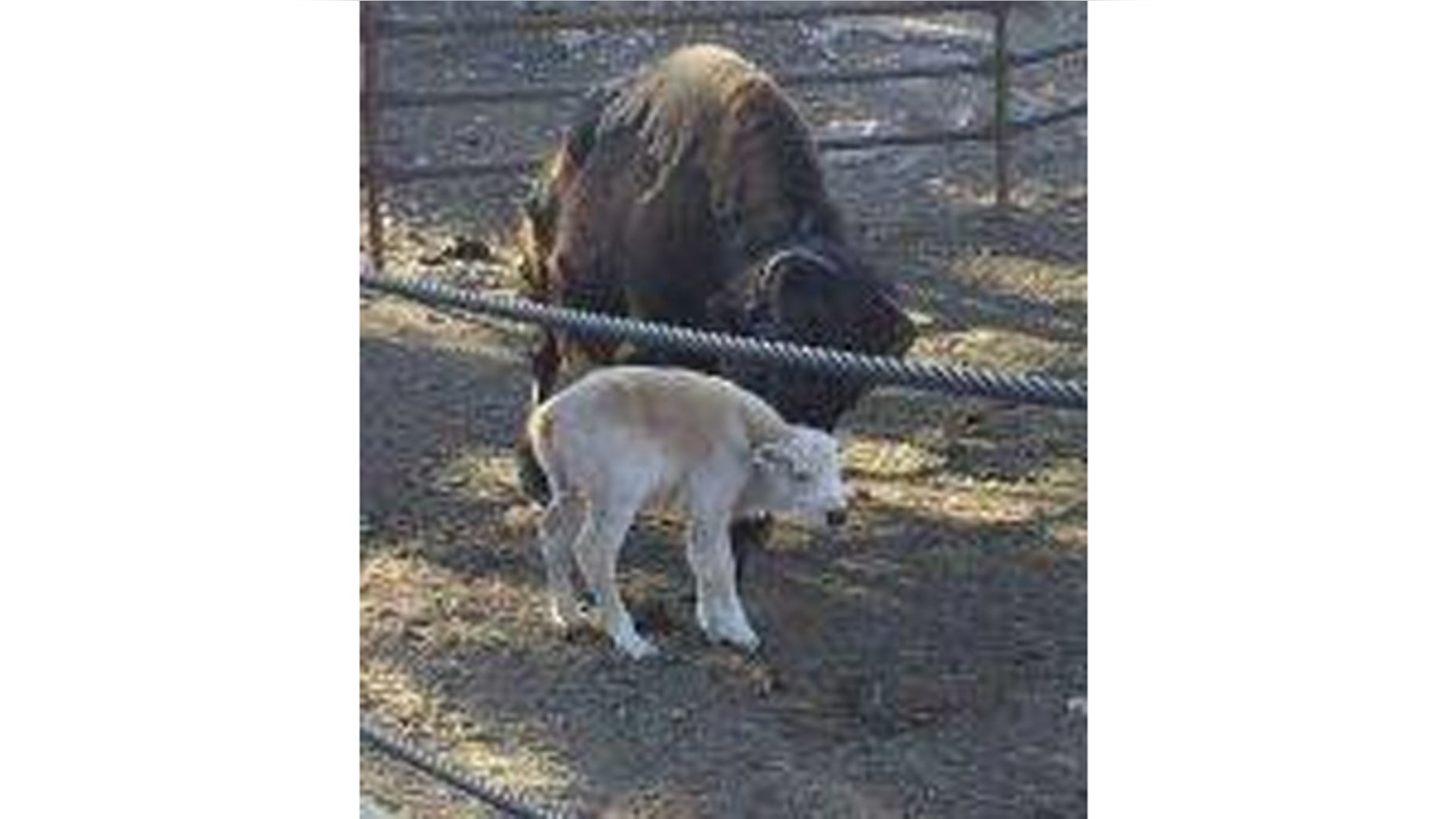 A rare white buffalo was born and seen by some as a positive sign for an area near Colorado Springs devastated by wildfires.