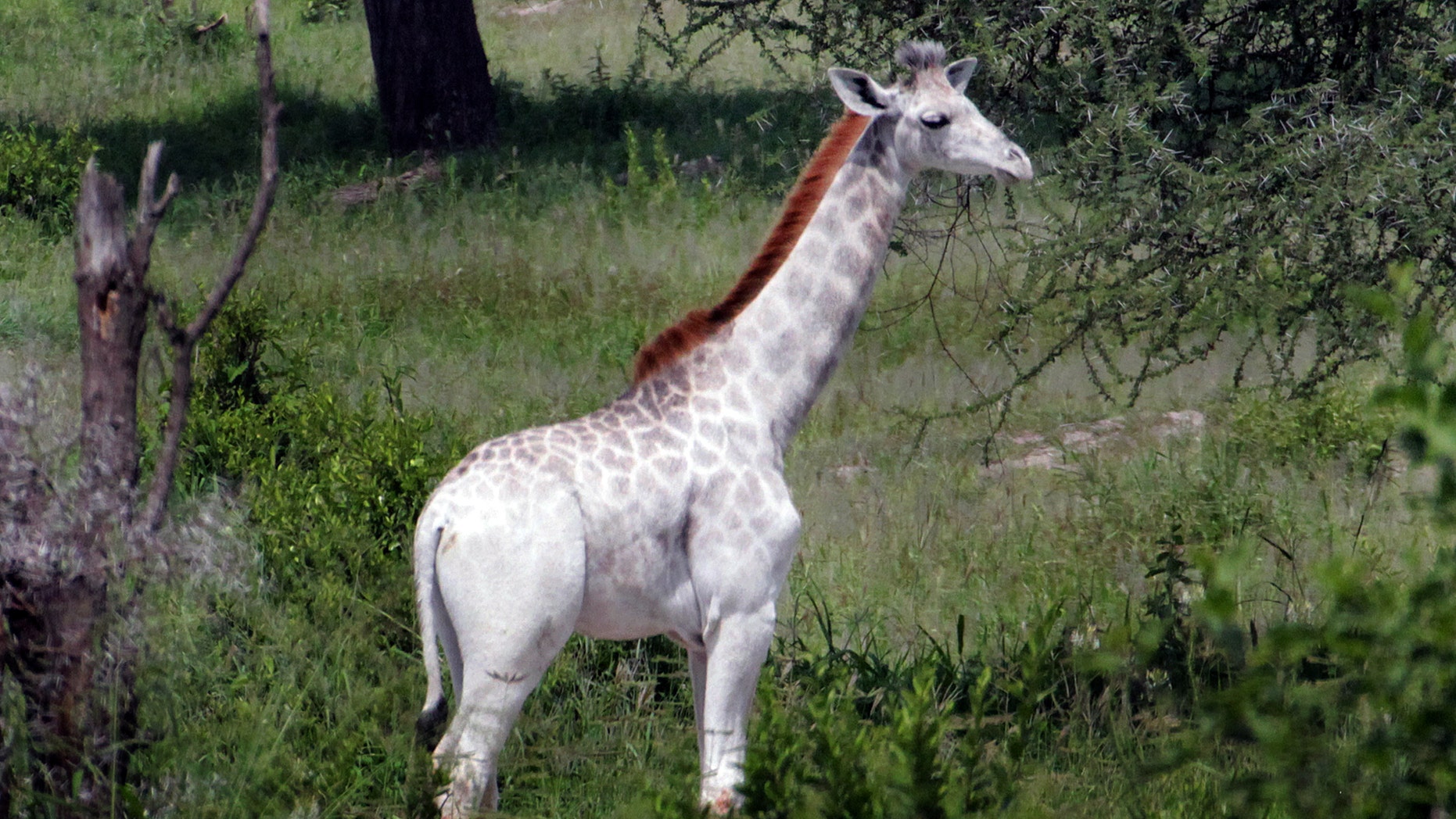 Extremely rare white giraffe spotted in Tanzania Fox News