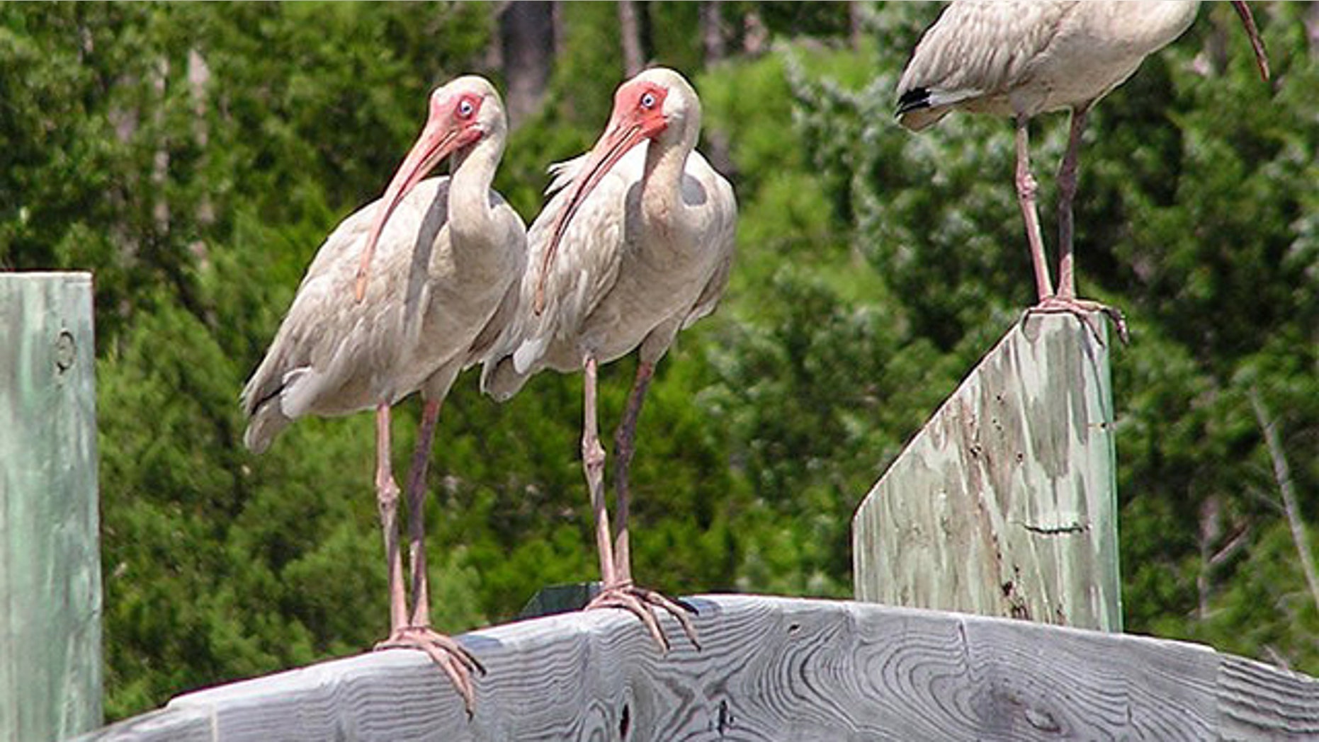 Mercury pollution is causing homosexuality among American white ibises, studies show.