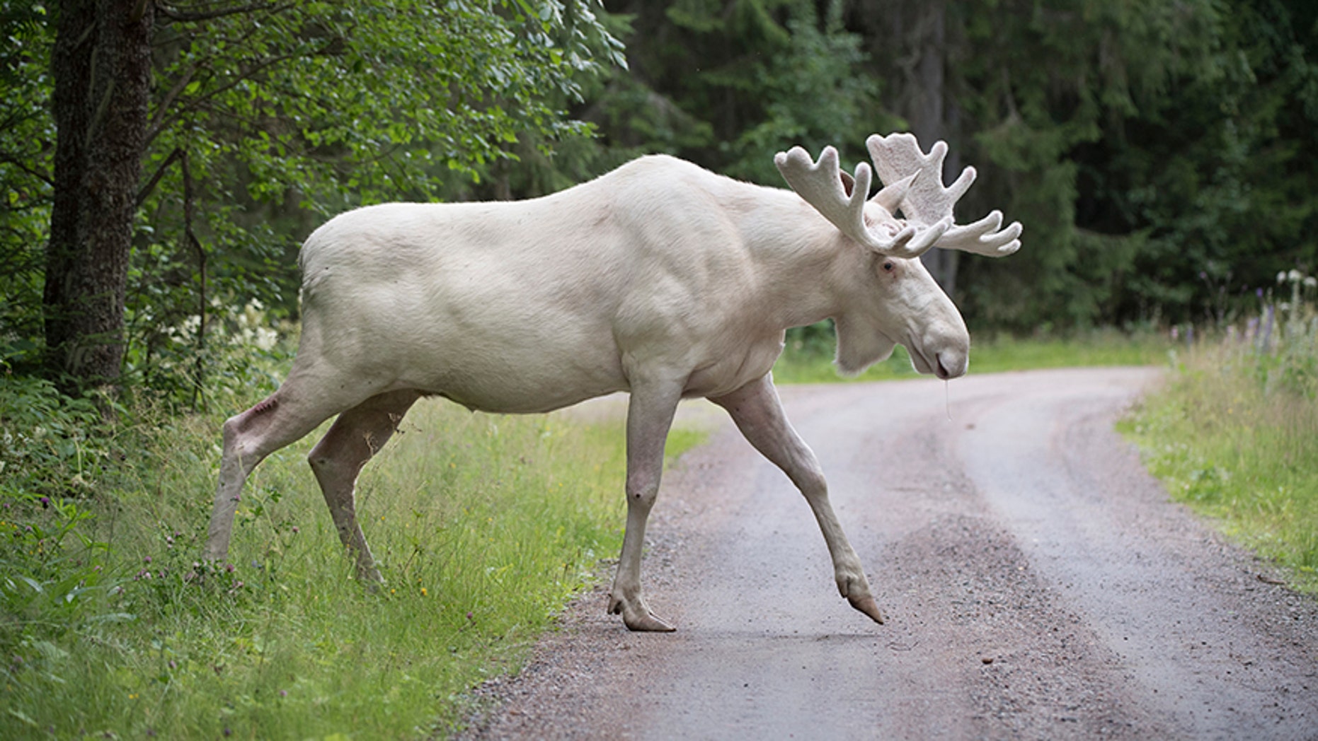File photo -- In this July 31, 2017 file photo a rare white moose is spotted in Gunnarskog, Varmland province, Sweden. There are only around 100 white moose in Sweden. They aren't albino but instead grow white fur due to a generic mutation. (Tommy Pedersen / TT via AP)