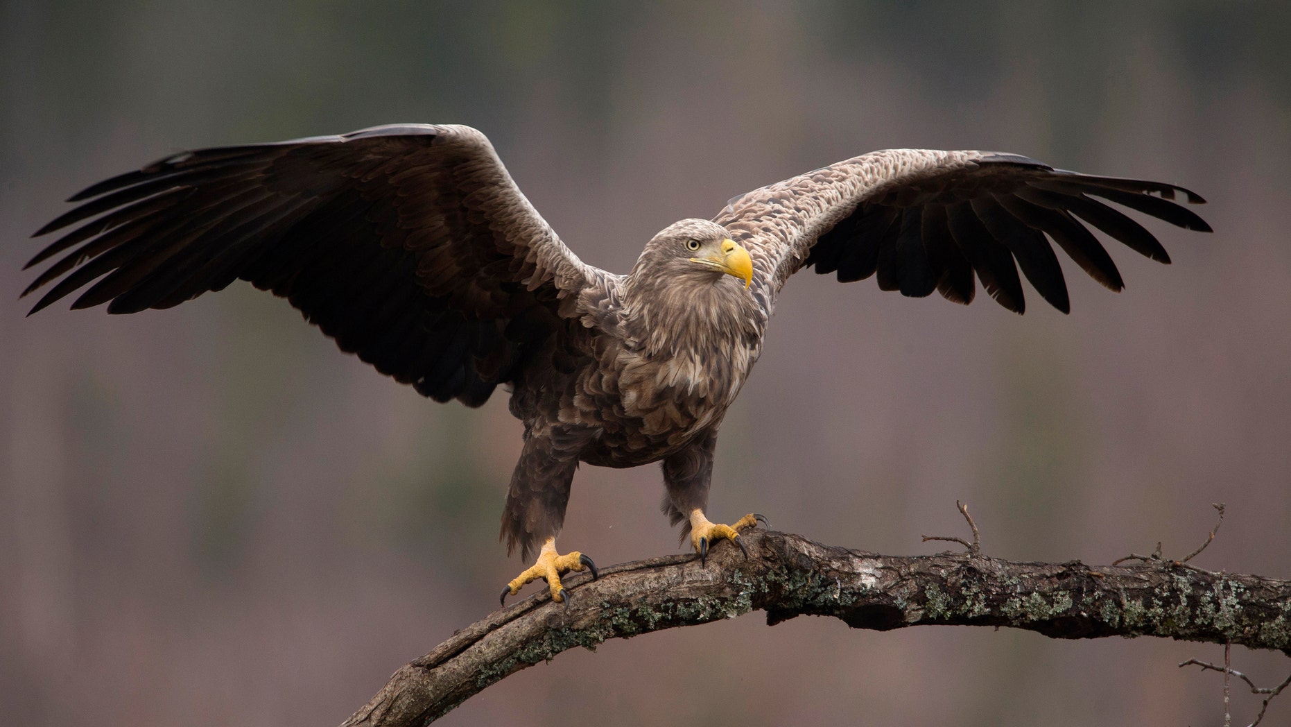 File photo - An adult white-tailed eagle is seen in a forest near the remote village of Sosnovy Bor, some 200 miles north of Minsk, February 12, 2014. (REUTERS/Vasily Fedosenko)