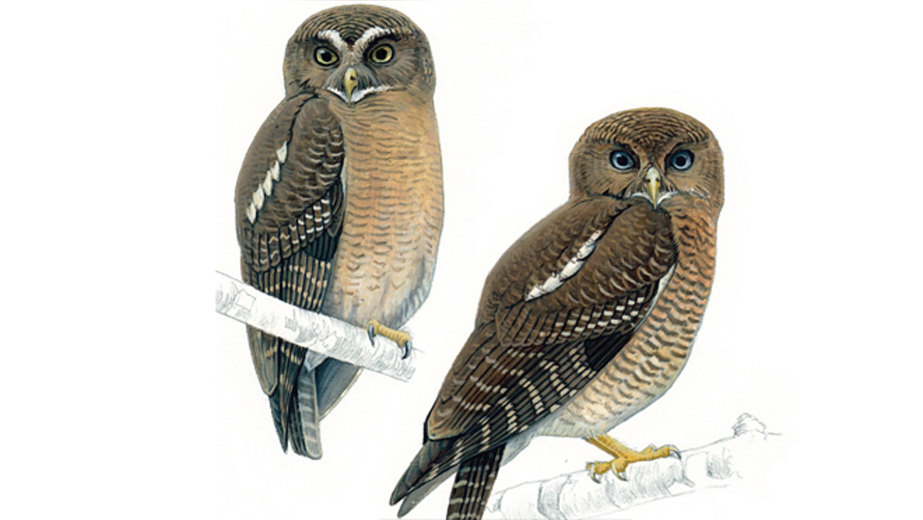 Two new species of owls have been discovered in the Philippines. At the top left is the Cebu Hawk-owl and at the bottom right is the Camiguin Hawk-owl.
