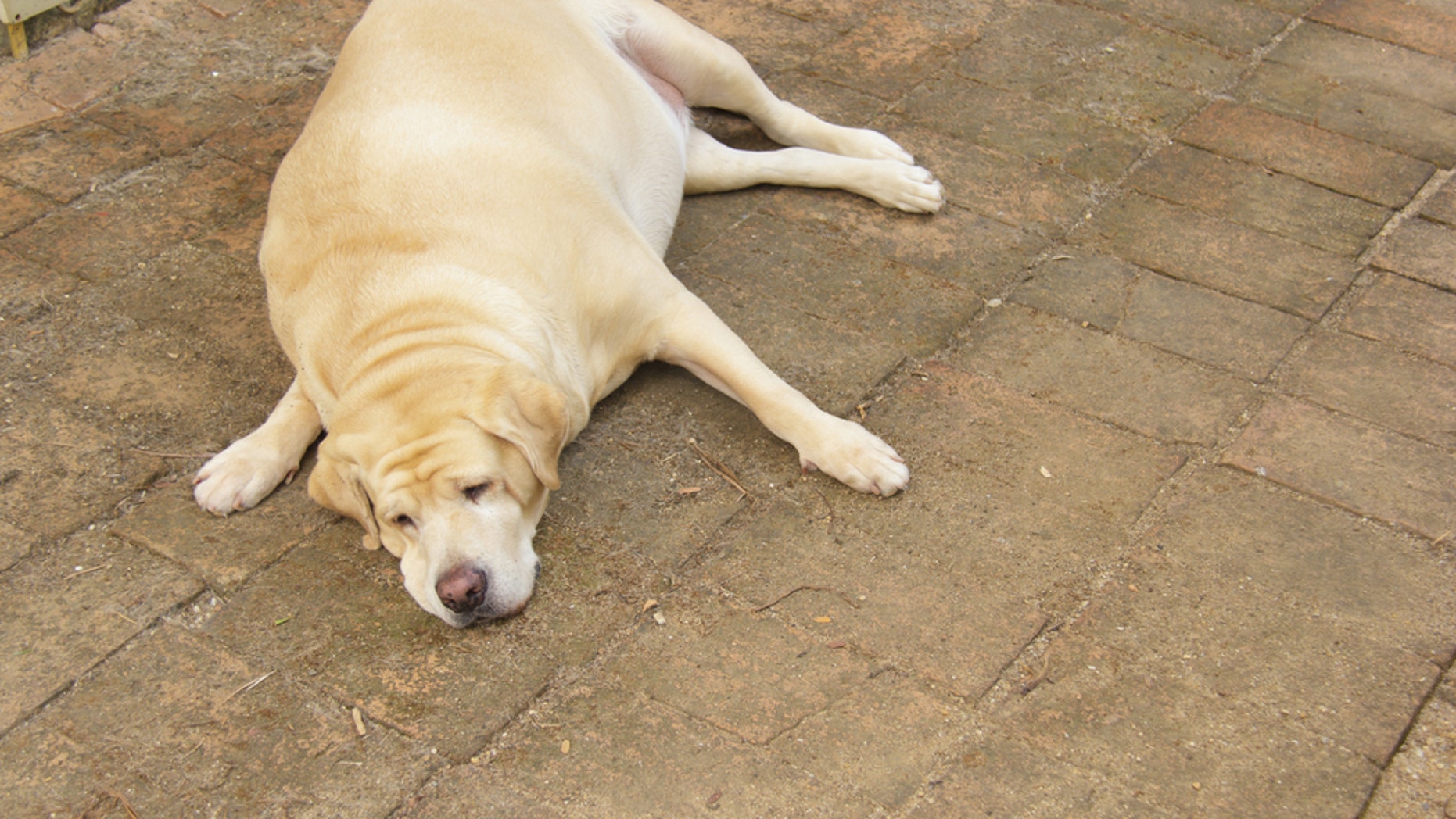 Labrador retrievers may be genetically hard-wired to love food, a new study finds.