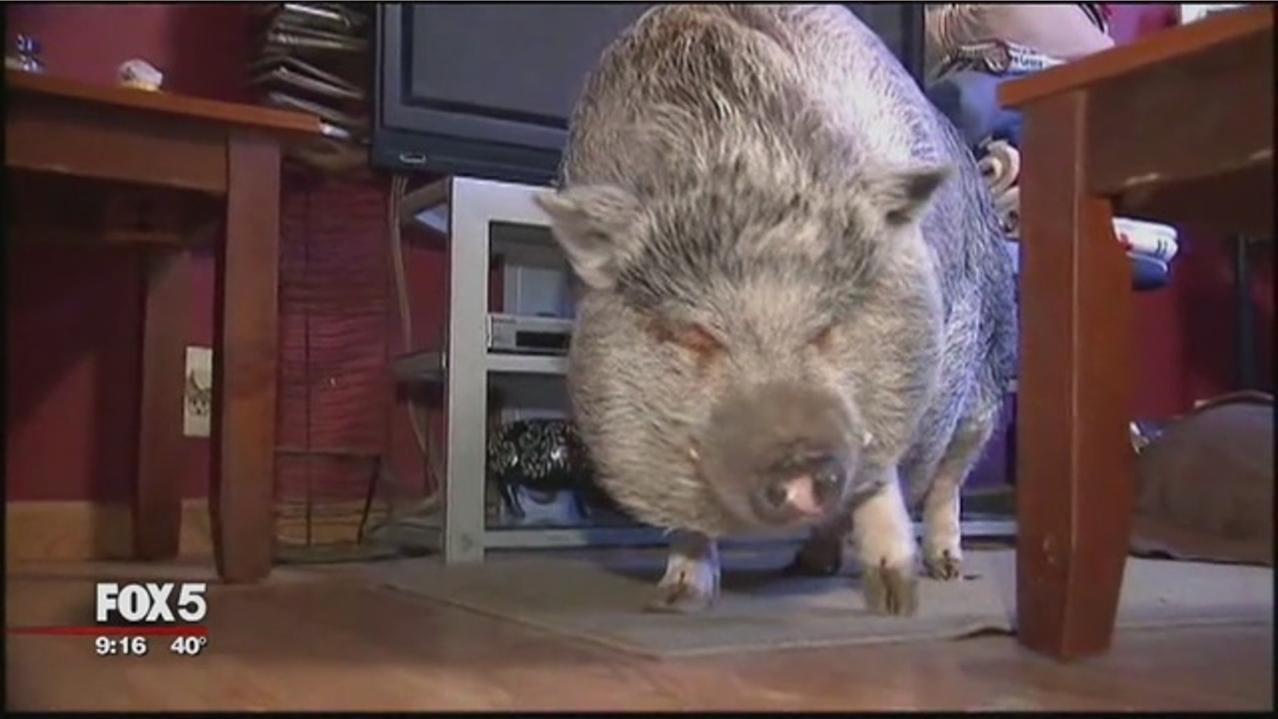 The health department said Wilbur must leave his family's home in Staten Island.