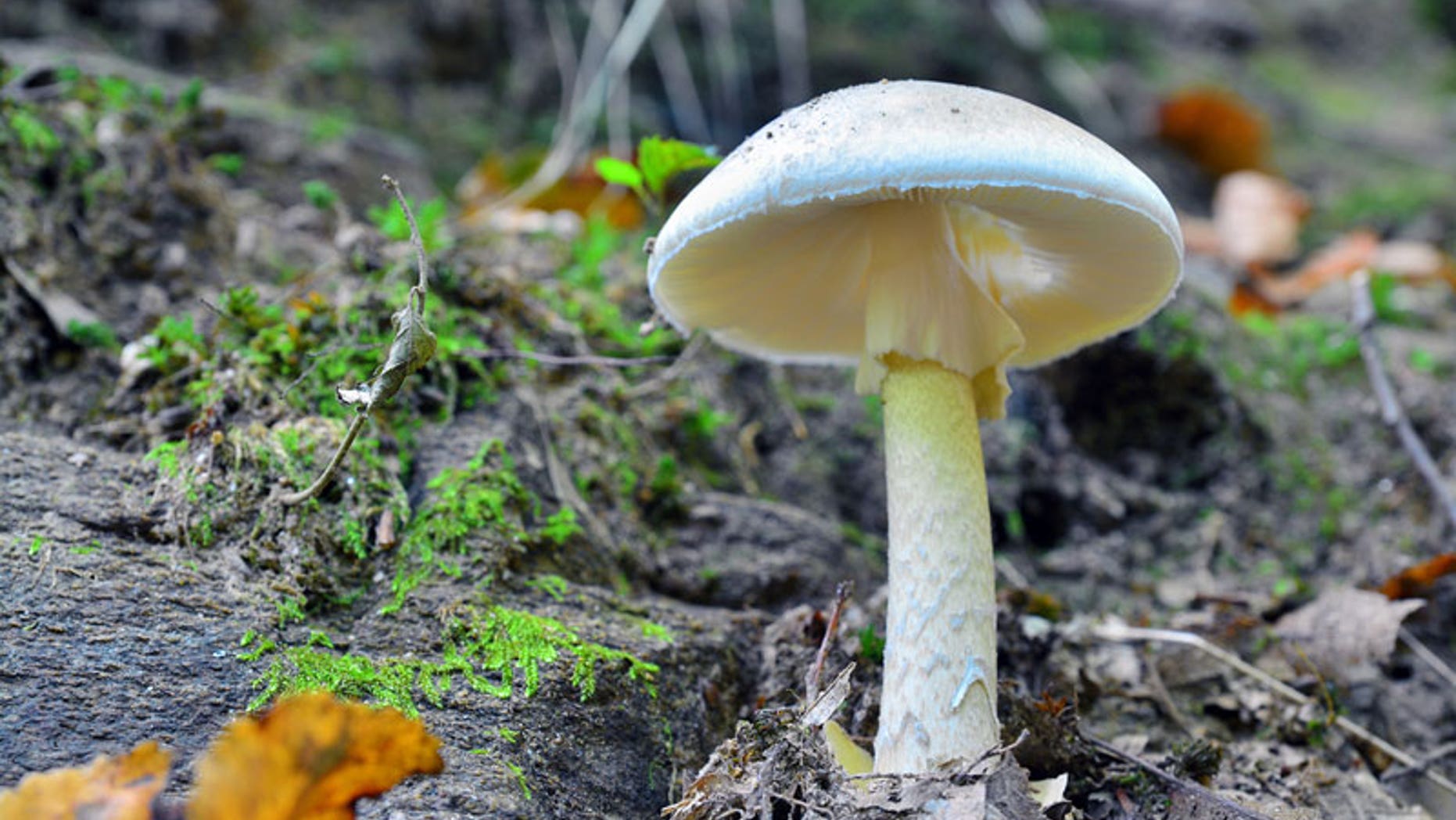 More than a dozen people ate the wild 'death cap' mushrooms.