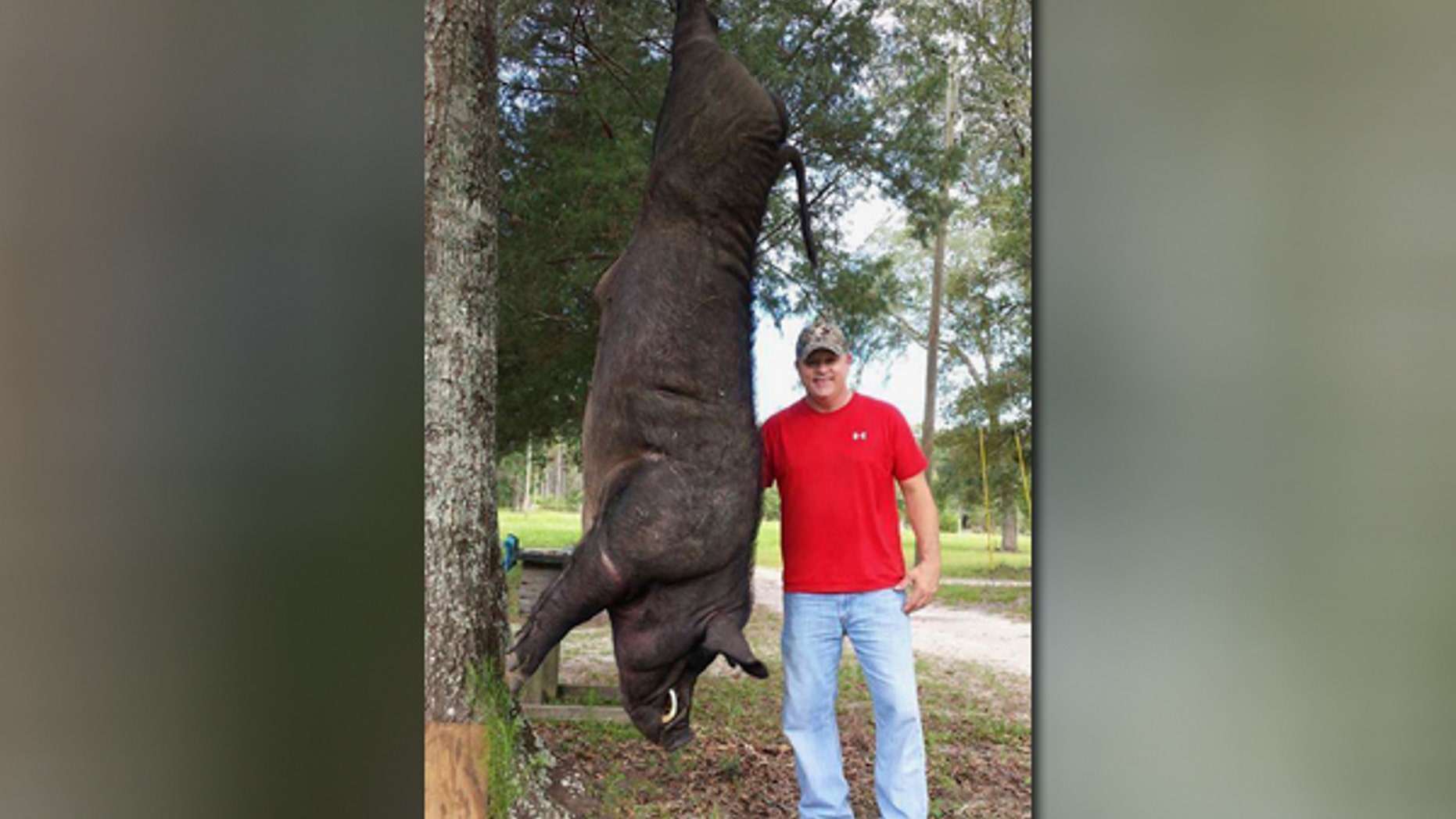 Alabama Hunter Shoots Down 820 pound Wild Hog In Front Yard Fox News Alabama Hunter Shoots Down 820 pound Wild Hog In Front Yard Fox News