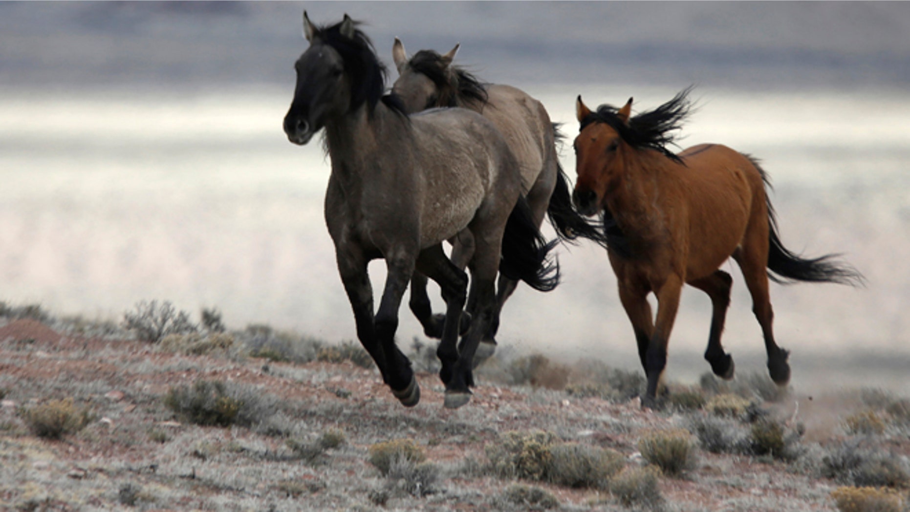 Feb. 26, 2015: Several wild horses escape the Bureau of Land Management (BLM) gather trap along Highway 21 near the Sulphur Herd Management Area south of Garrison, Utah. (Reuters)