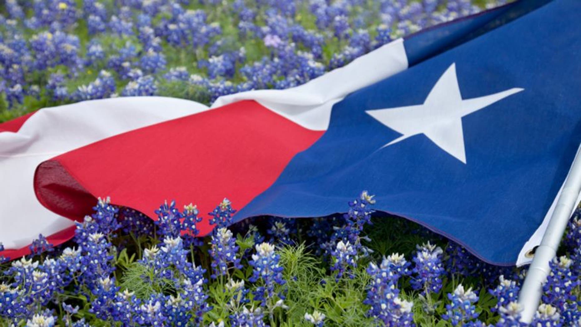 The Willow City Loop blooms during bluebonnet season, from March through late May.