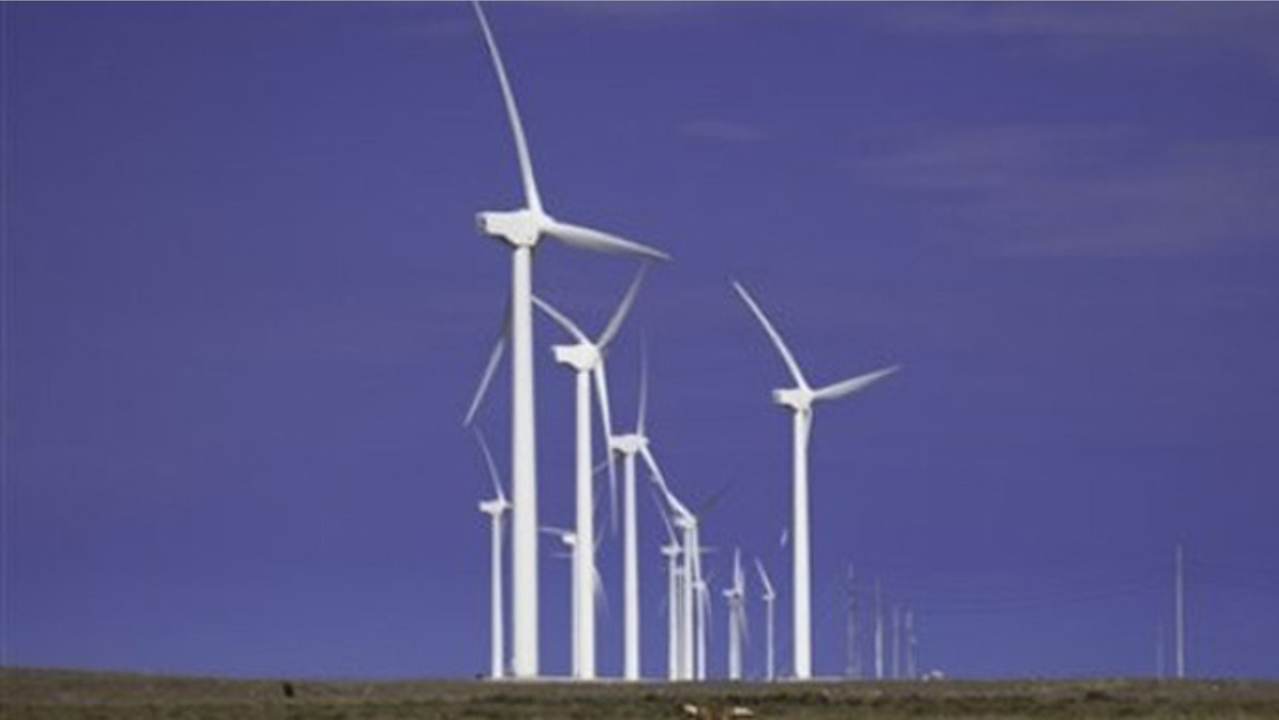 Cattle graze beneath turbines at a wind farm in Texas.