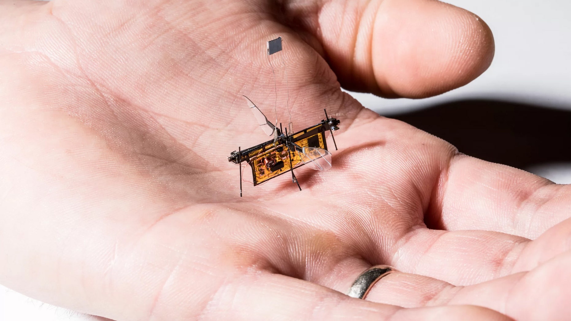 RoboFly is only slightly bigger than a real fly. Credit: Mark Stone/University of Washington
