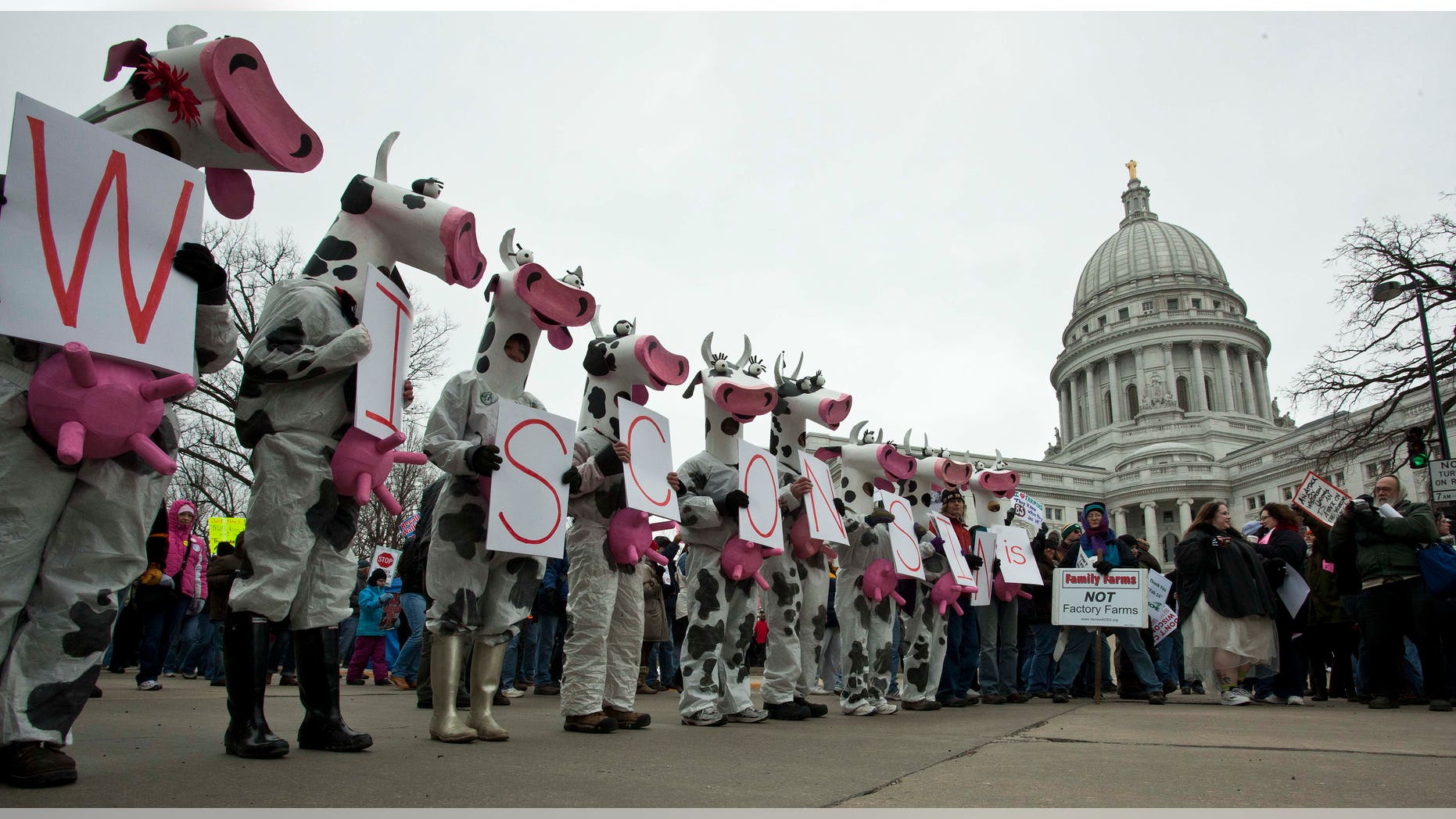 Protesters in cow costumes stand outside the state Capitol Saturday, March 12, 2011, in Madison, Wis. (AP)