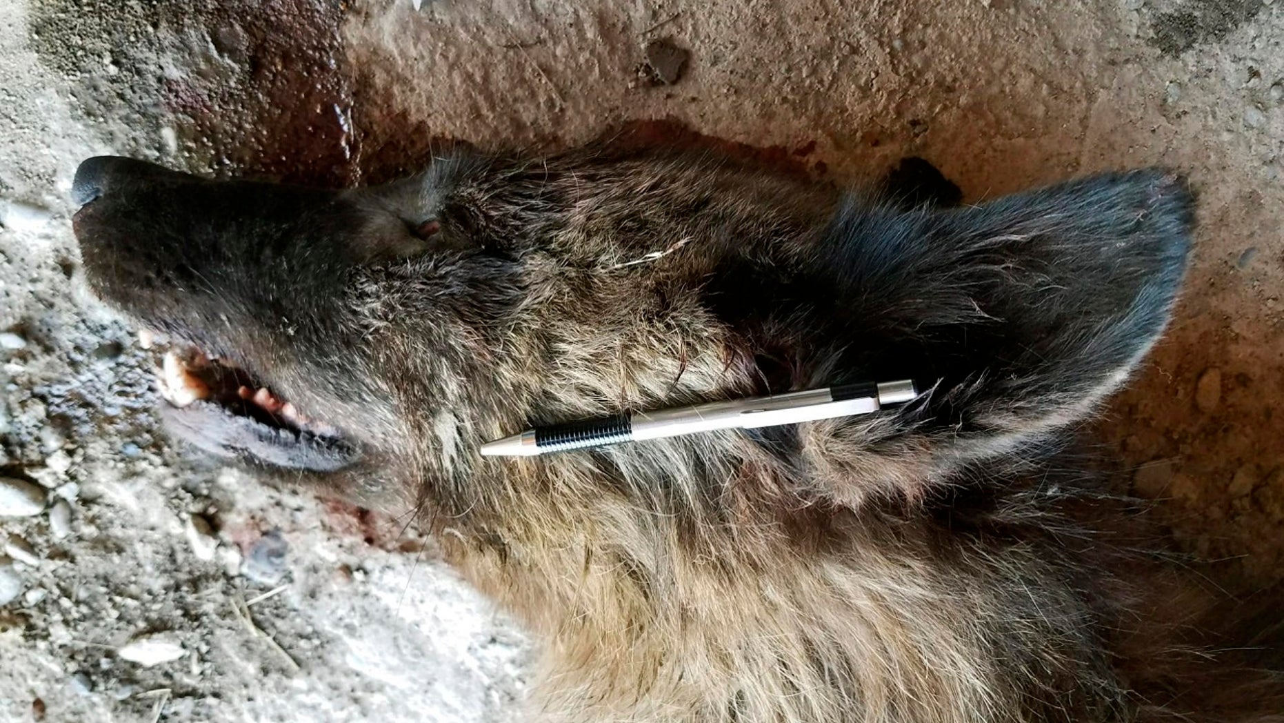 Montana Fish, Wildlife and Parks (FWP) said this week that a mysterious animal that was shot in The Treasure State was a gray wolf.
