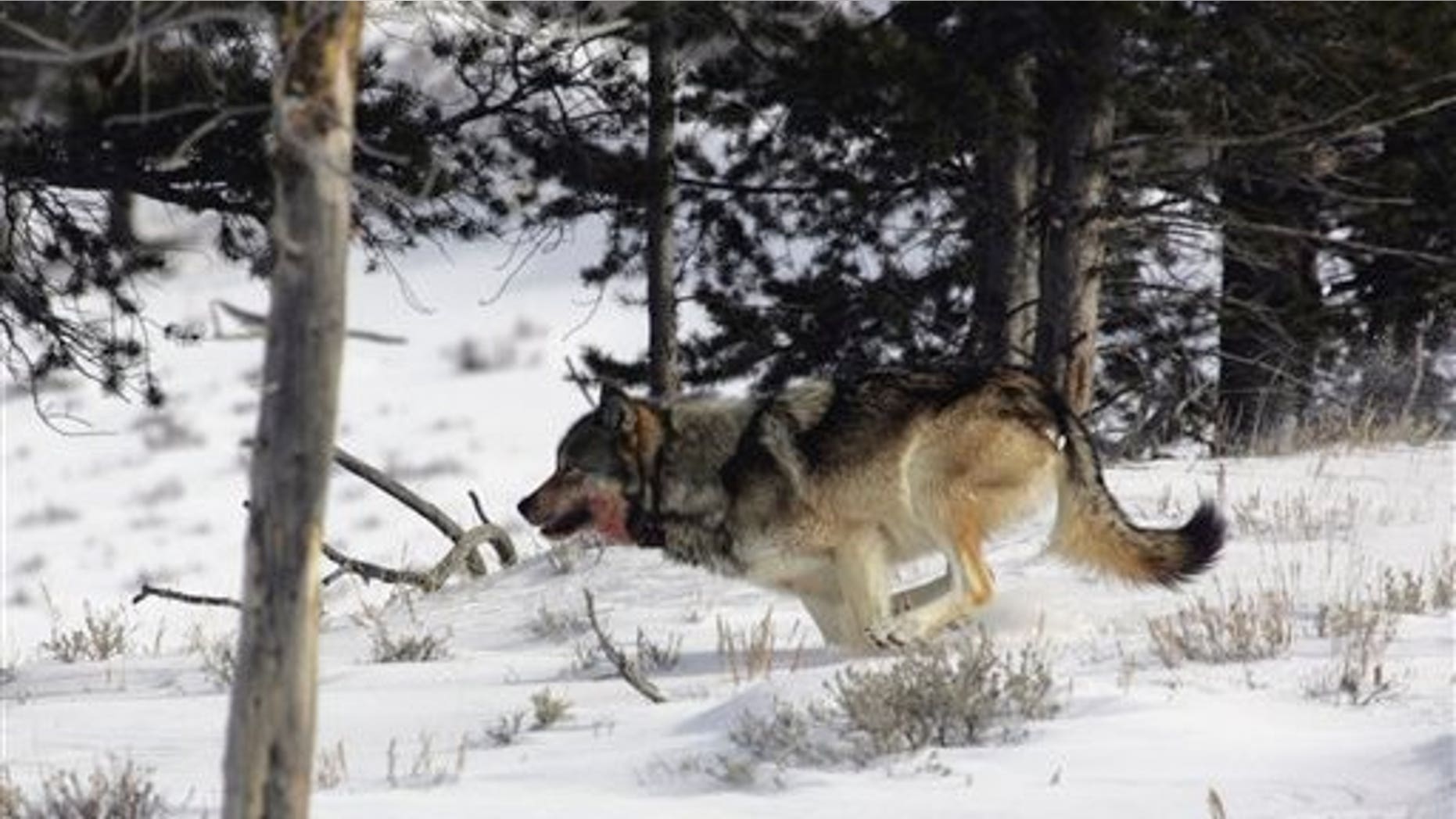 February 16: A gray wolf is seen on the run near Blacktail Pond in Yellowstone National Park in Park County, Wyo. Tens of thousands of gray wolves would be returned to the woods of New England, the mountains of California, the wide open Great Plains and the desert West under a scientific petition filed with the federal government Tuesday, July 20, 2010. (AP)