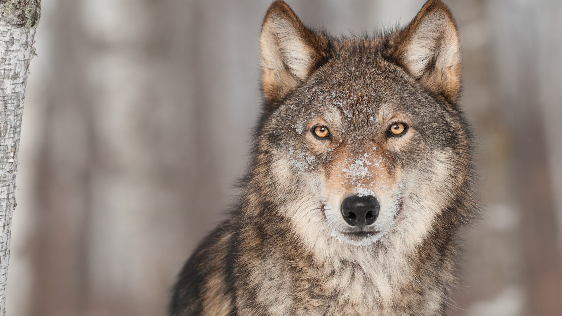 Grey Wolf (Canis lupus) Portrait - captive animal
