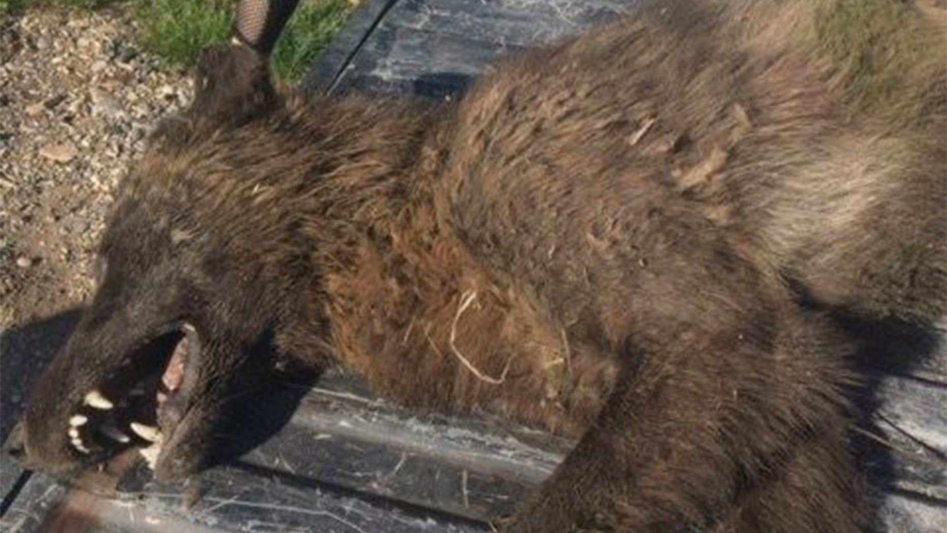 A rancher in Montana reported shooting a wild animal that has wildlife officials wondering what it was .