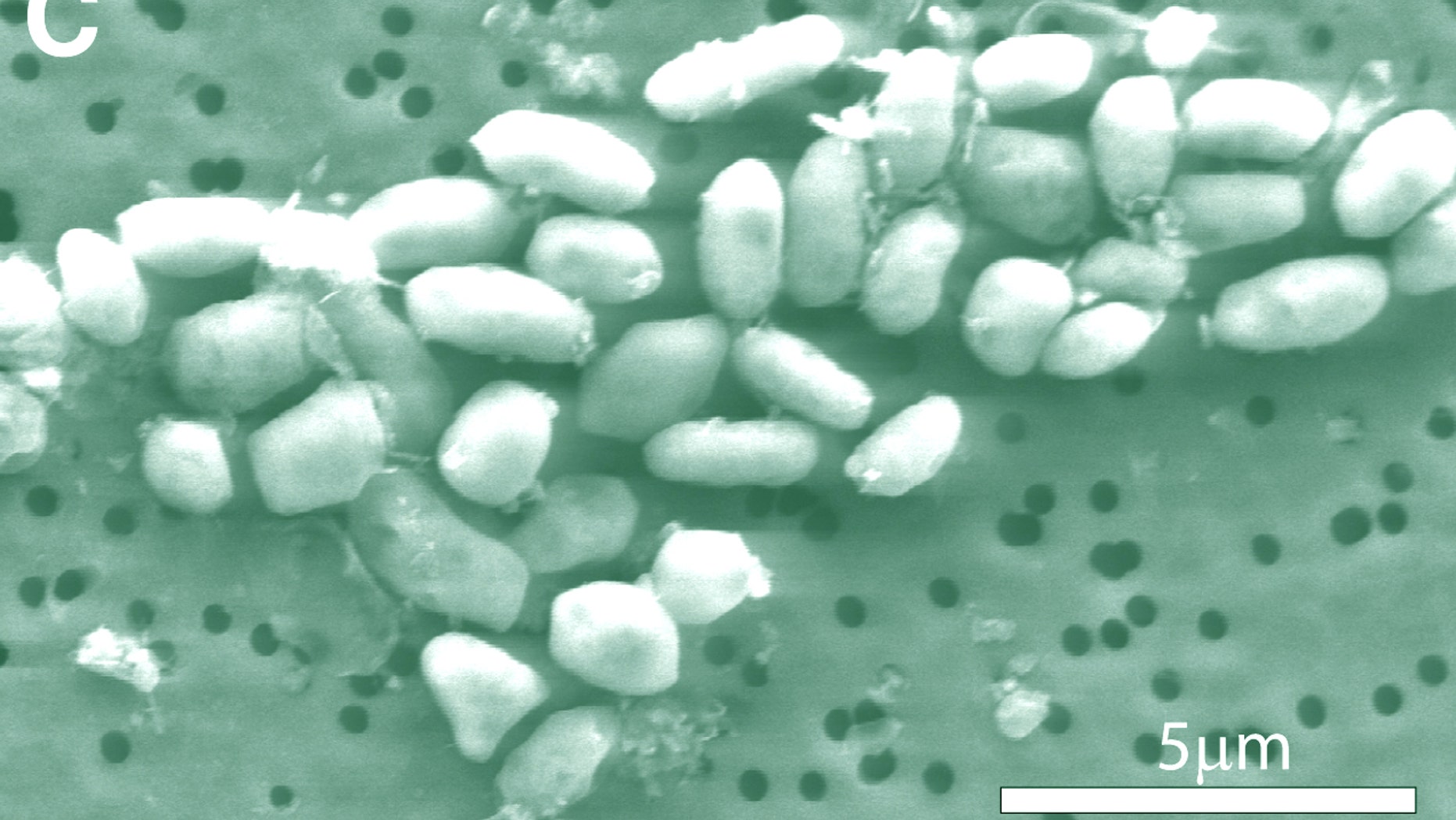 A scanning-electron micrograph image of arsenic-eating bacteria, which NASA says has redefined the quest for life in the universe.