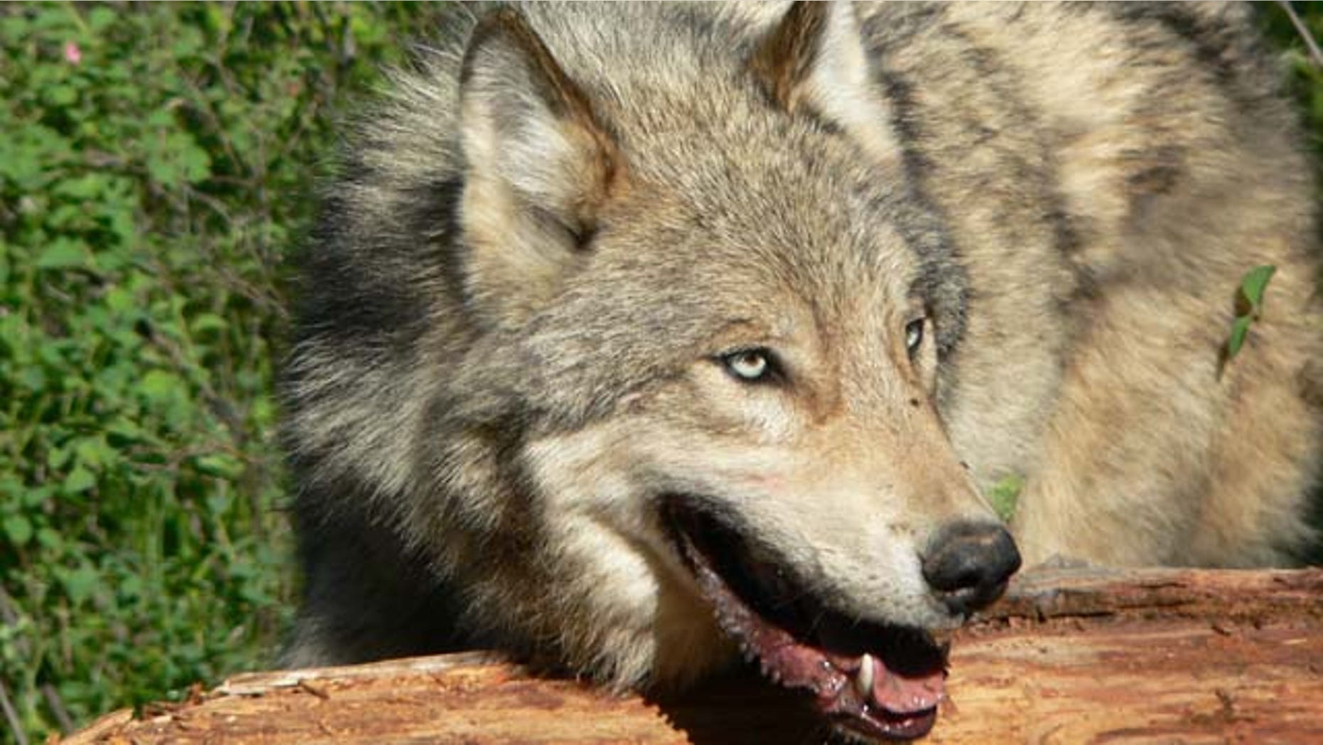 This 2004 photograph provided by Montana Fish, Wildlife and Parks shows an adult male wolf from the Lazy Creek pack north of Whitefish, Mont.