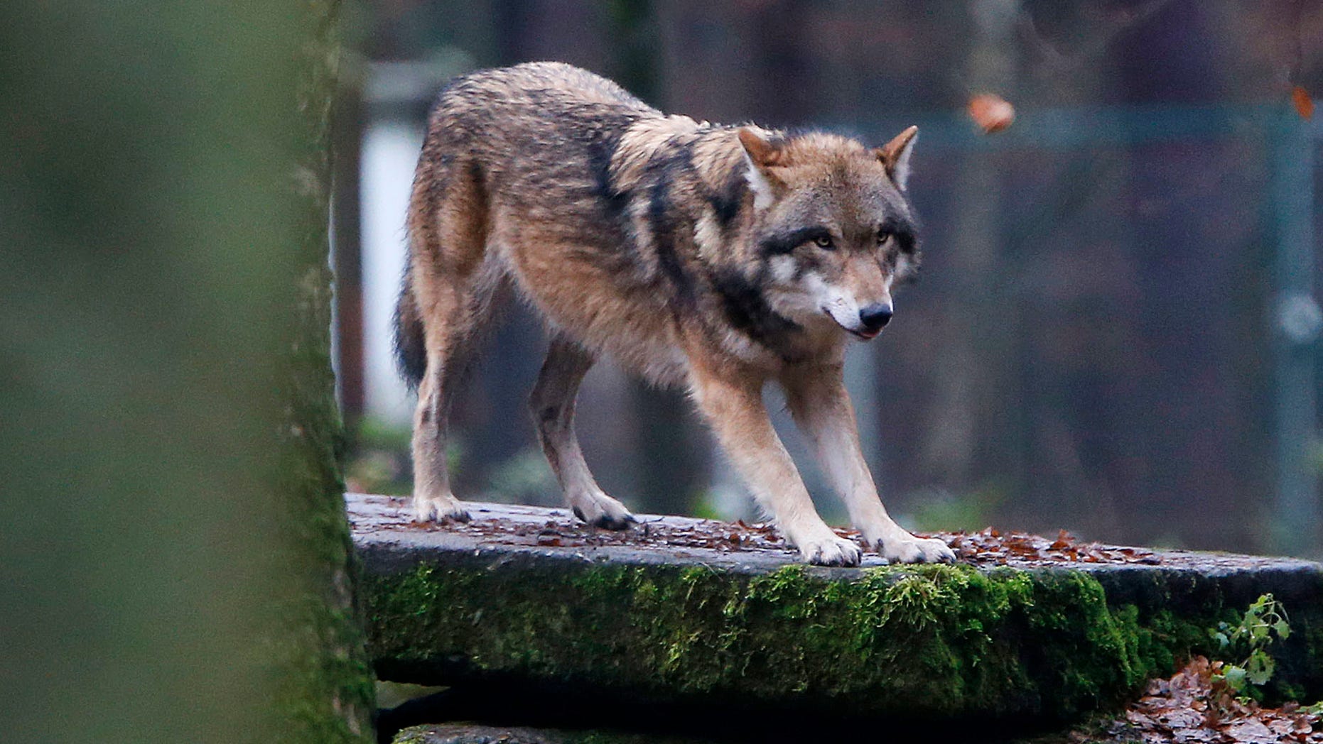 In this photo taken Thursday, Dec. 18, 2014, a European wolf is pictured in a wildlife park in Hanau, Germany. Scientists studying populations of bears, wolves, Eurasian lynx and wolverines found they have flourished on the continent, decades after being driven almost to extinction by hunting and the destruction of their habitat. (AP Photo/Michael Probst)