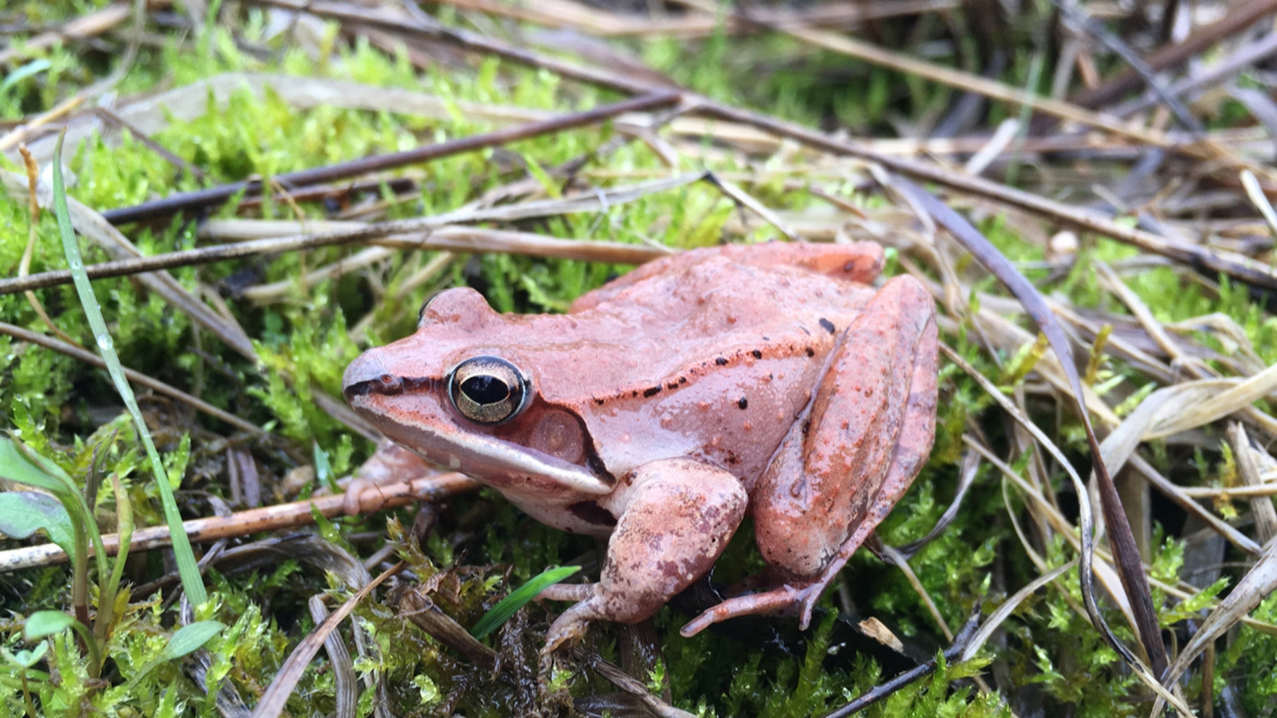 This April 24, 2018 photo provided by Clara do Amaral shows a wood frog in Ohio. In a report released on Tuesday, May 1, 2018, scientists have found that wood frogs, which donââ¬â¢t urinate in the winter, recycle urea _ the main waste in urine _ into useful nitrogen which keeps the small animals alive as they hibernate and freeze, inside and out. It doesnââ¬â¢t warm them up, but protects cells and tissues, even as the amphibianââ¬â¢s heart, brain and bloodstream stop. (Clara do Amaral, Mount St. Joseph University via AP)