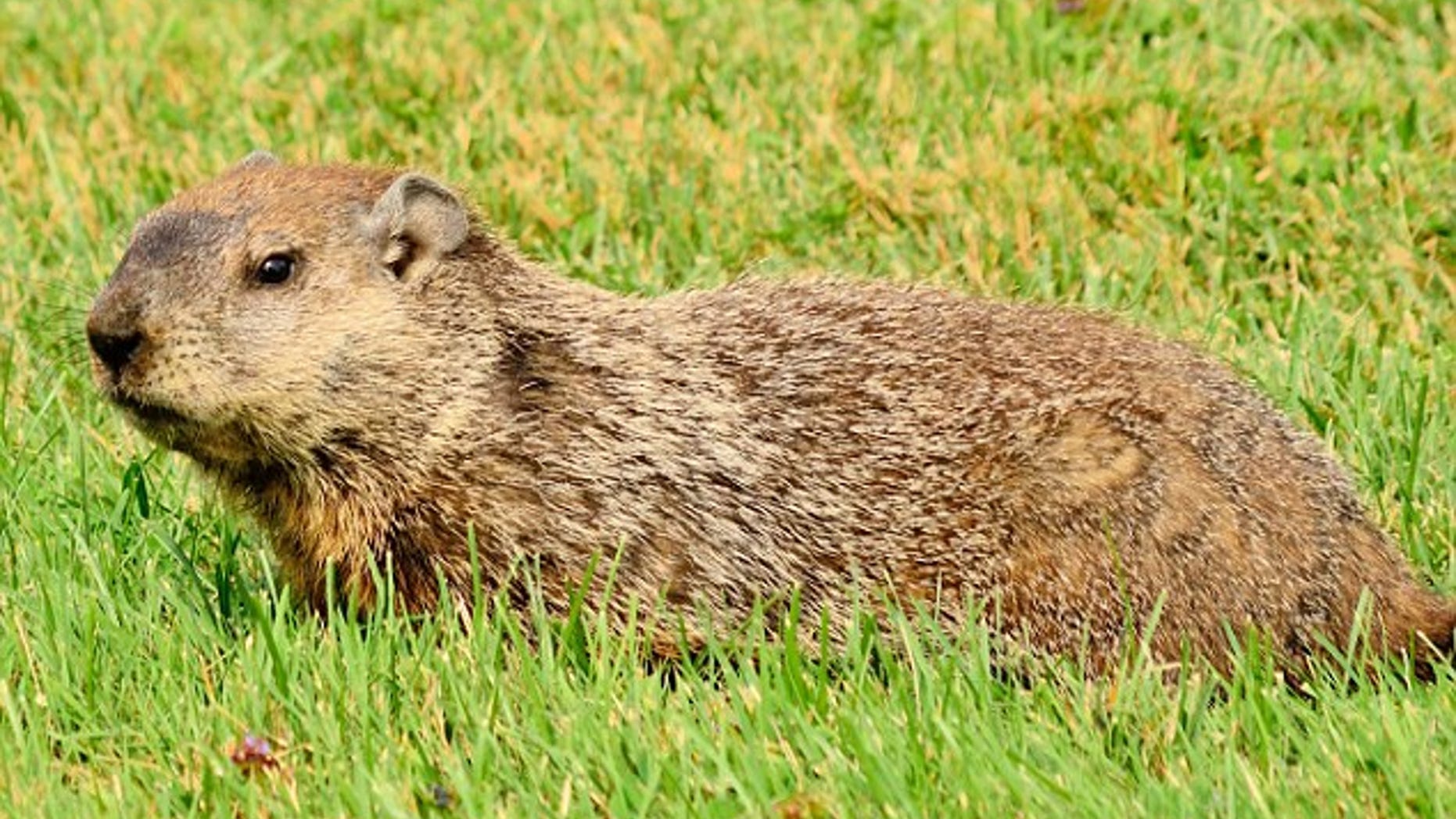 Woodchucks are responsible for desecration of veterans' graves in Massachusetts, according to police.