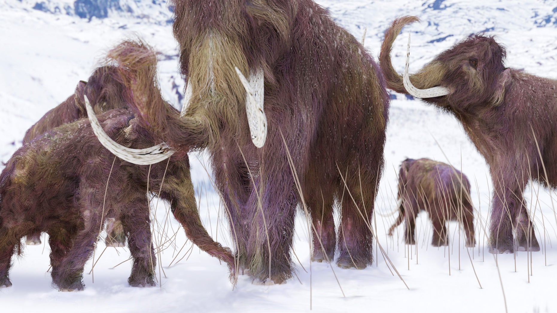 An illustration of a family of Woolly Mammoths grazing on what is left of the grasses as winter approaches in this ice age scene.