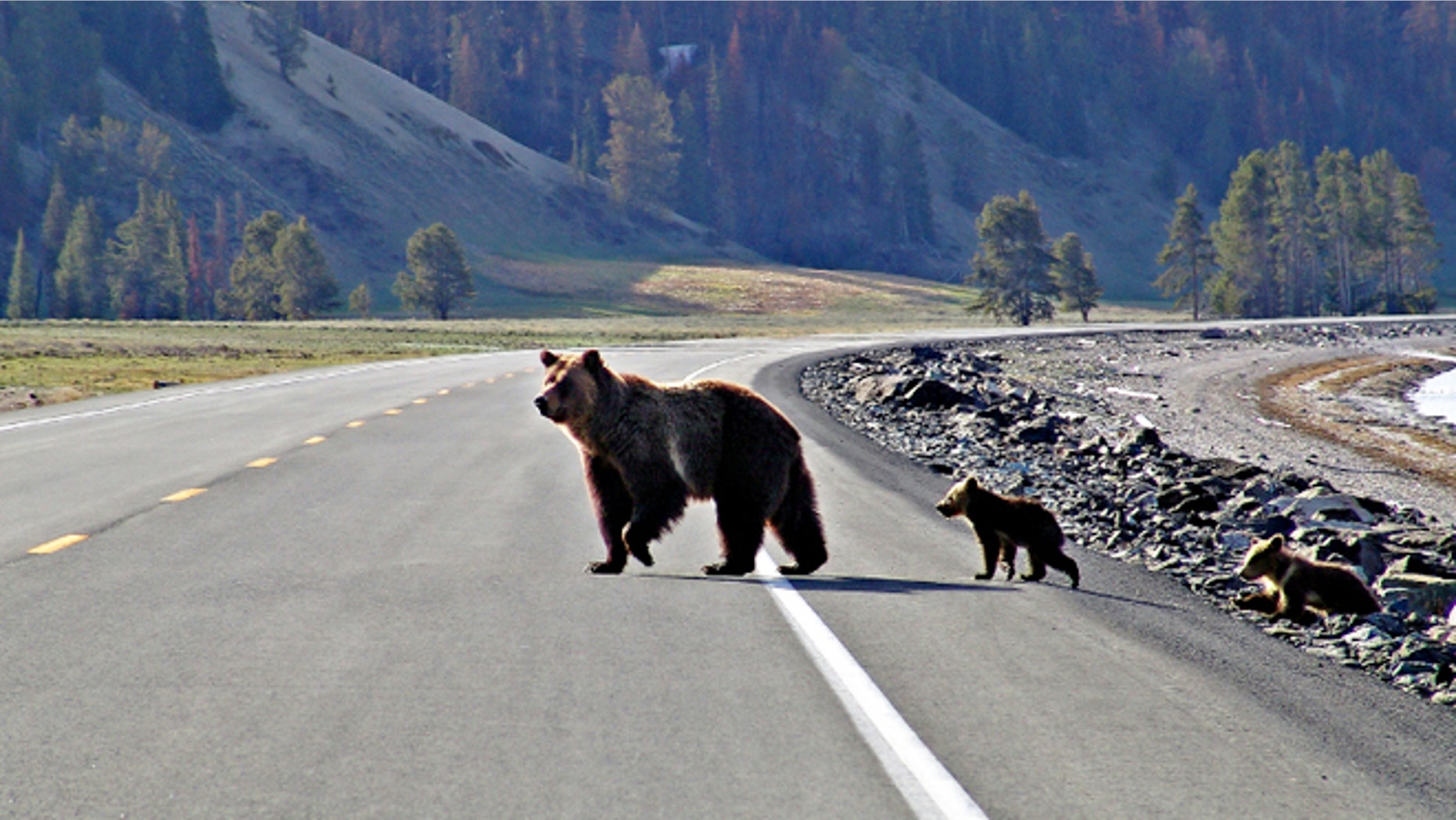 A bear crosses the road with her cub in Yellowstone National Park.