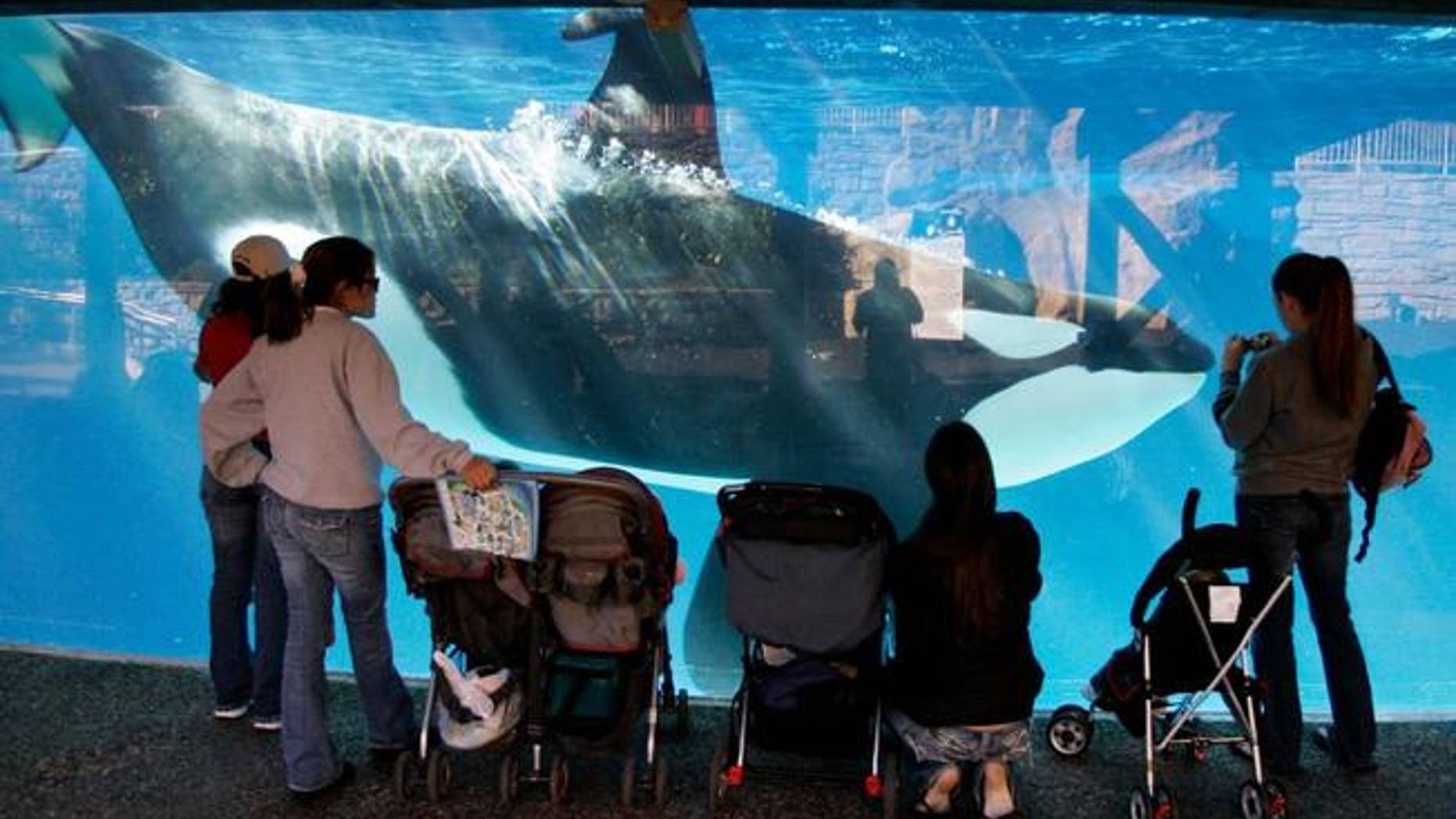 In this file photo from Nov. 2016, park guests watch through glass as a killer whale swims by in a display tank at SeaWorld in San Diego.