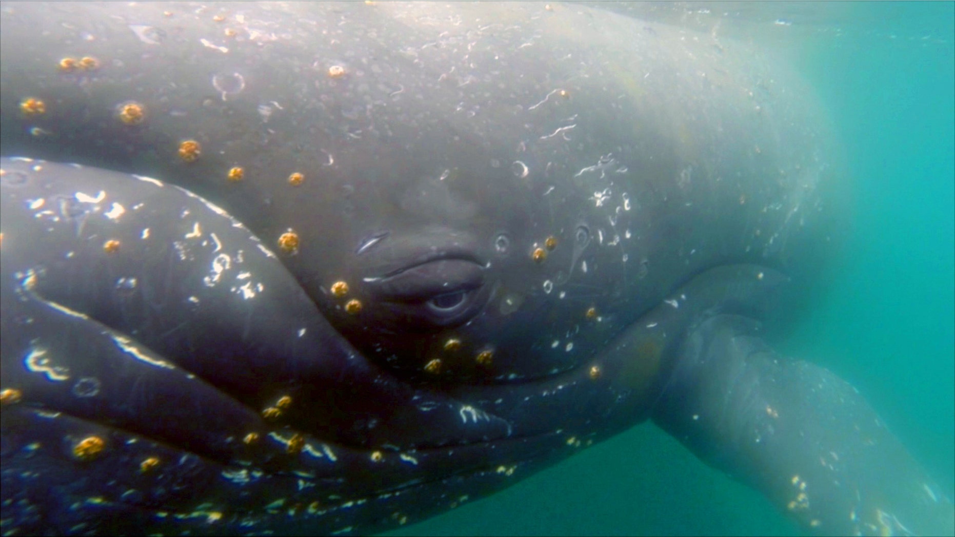 Whales equipped with digital video cameras are giving scientists new insights into a largely unknown world.