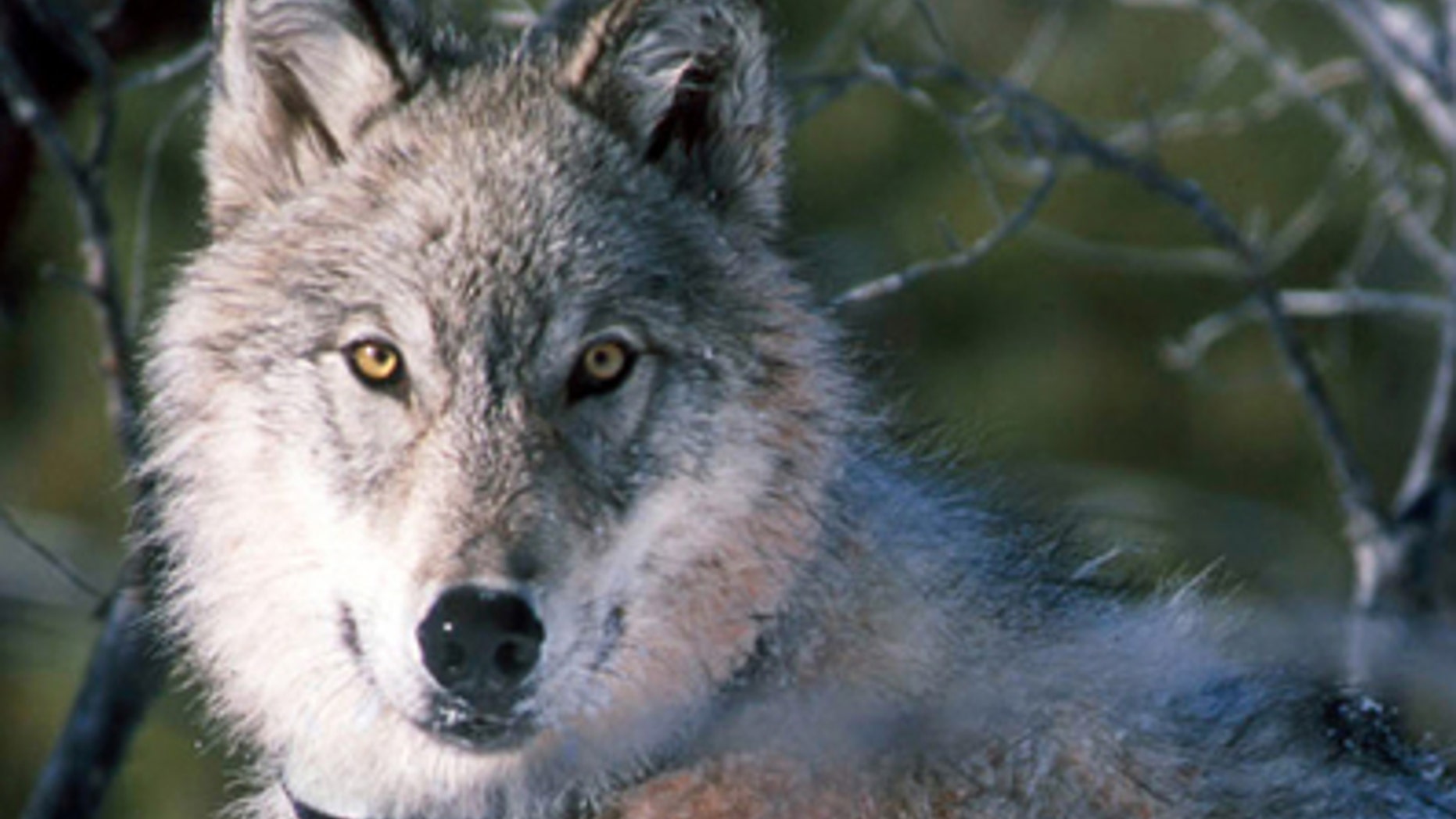 This Jan. 9, 2003 file photo shows a gray wolf watching biologists in Yellowstone National Park in Wyoming, after being captured and fitted with a radio collar.